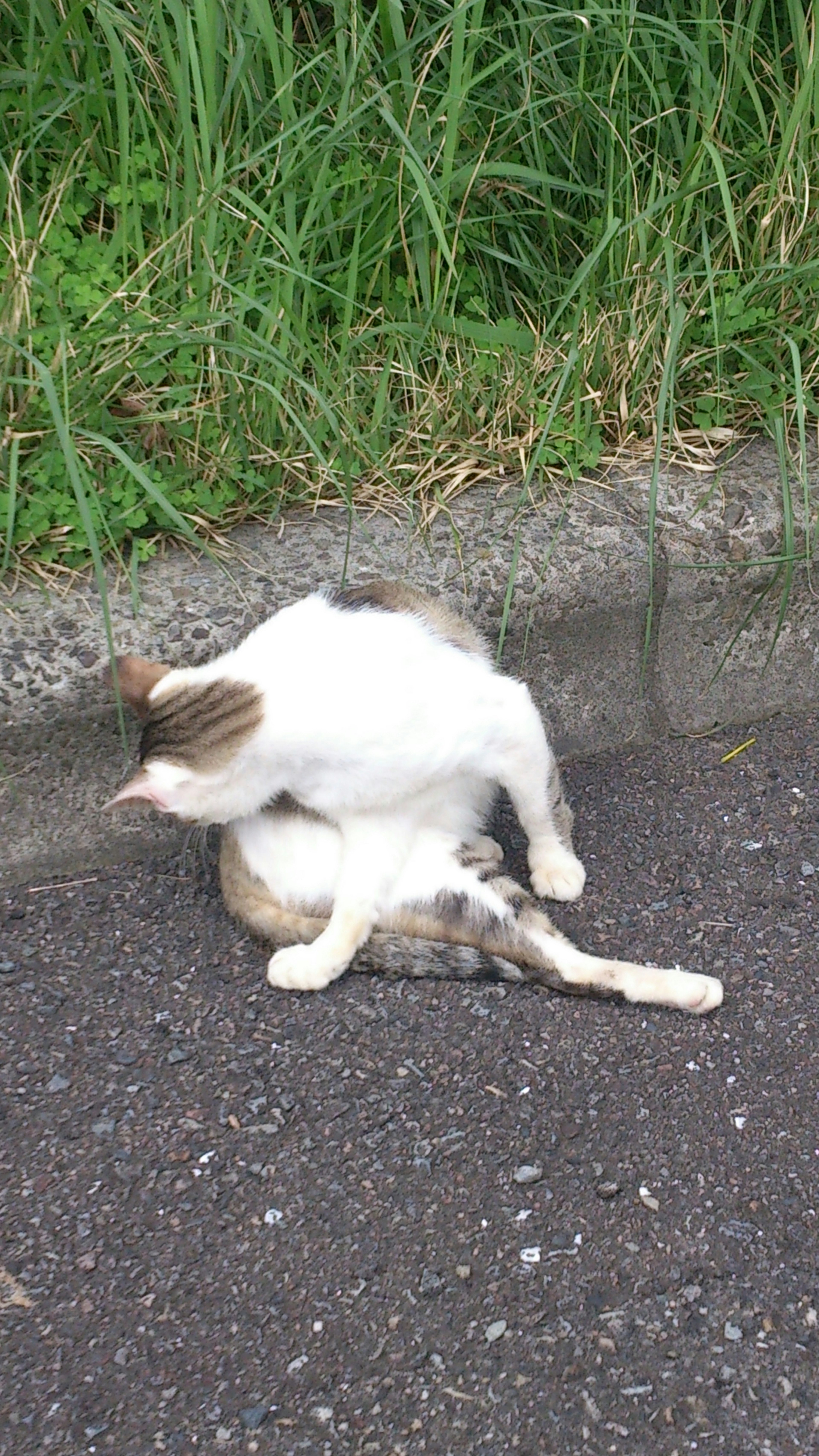 猫が道路の端で毛づくろいをしている