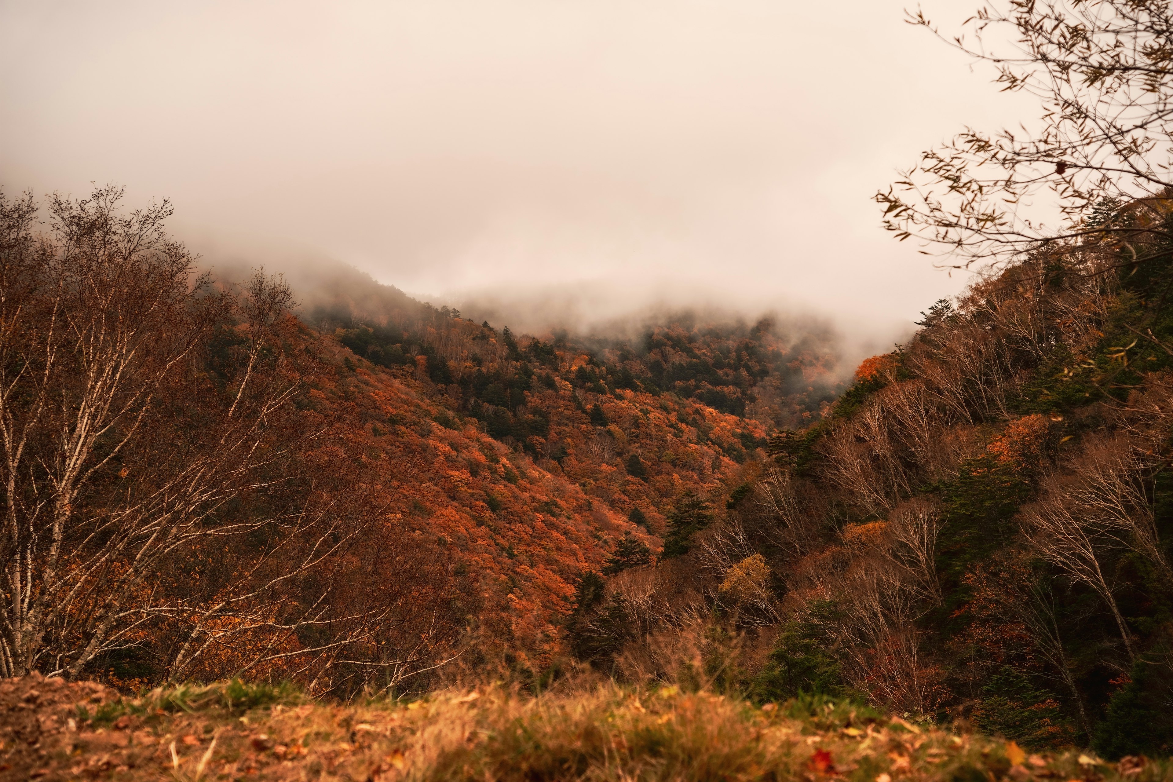 霧に包まれた秋の山々と枯れた木々の風景