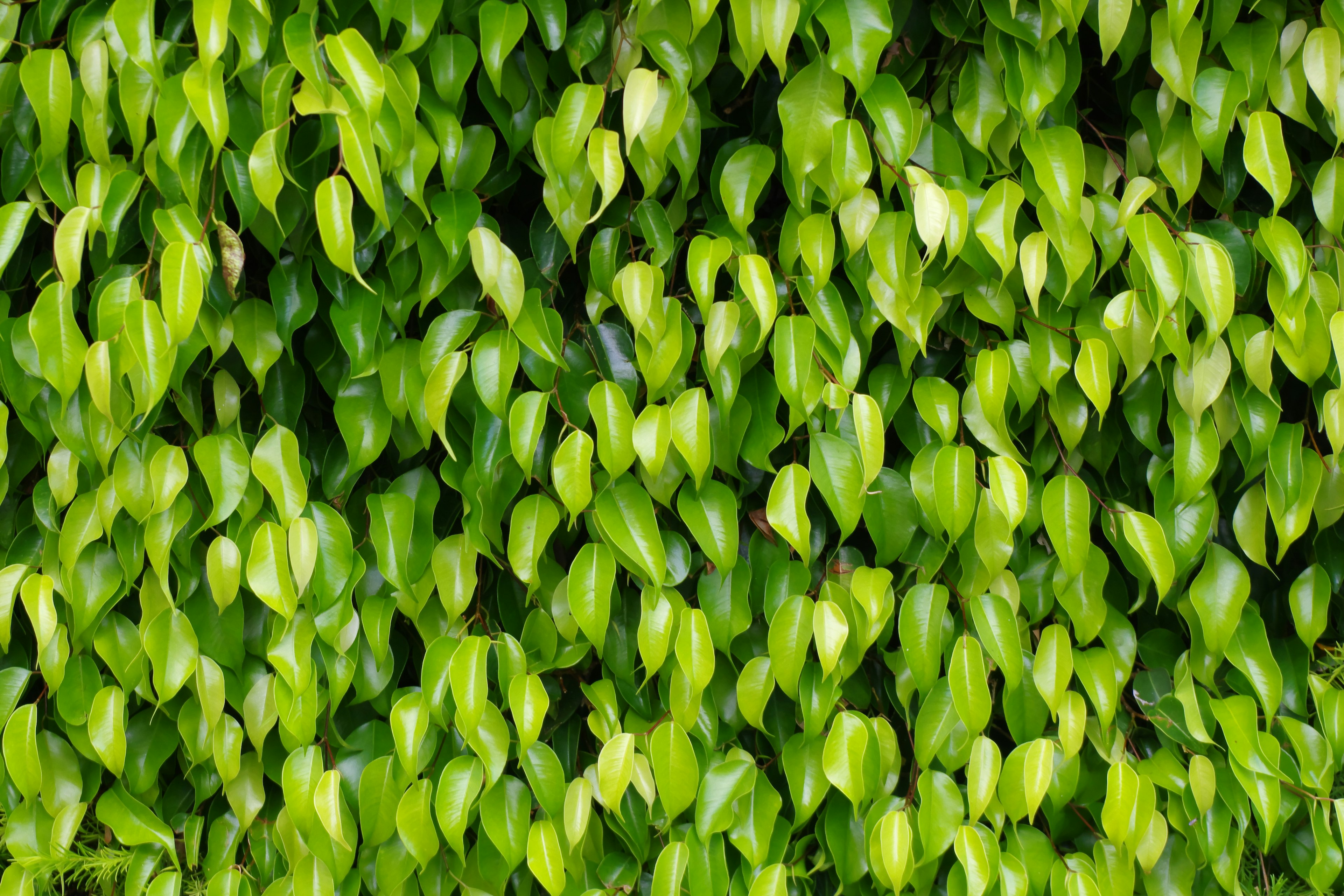 Image d'un mur dense de feuilles vertes