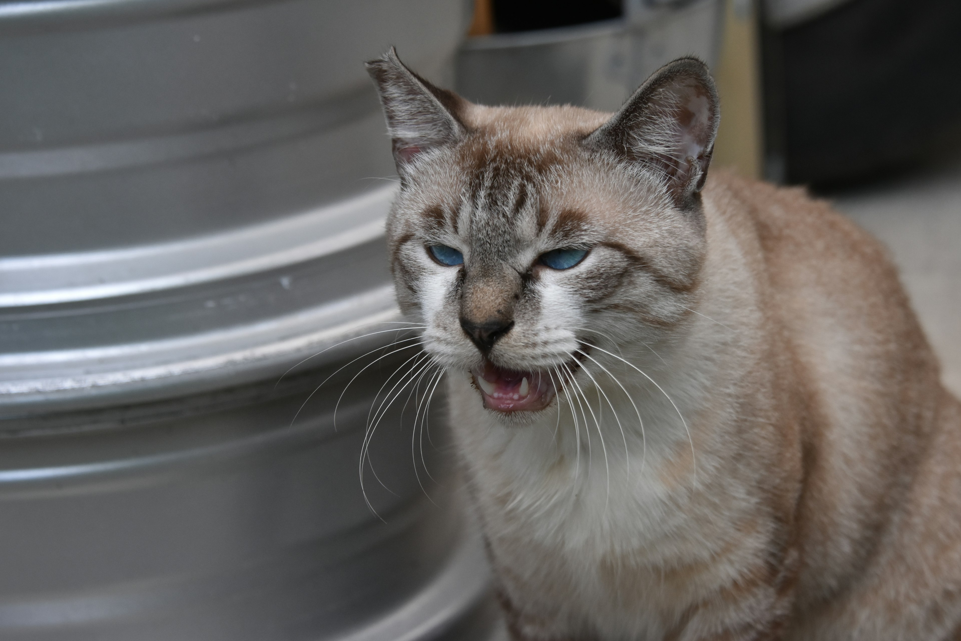 青い目を持つサイアミーズ猫が銀色のバケツの近くで口を開けている