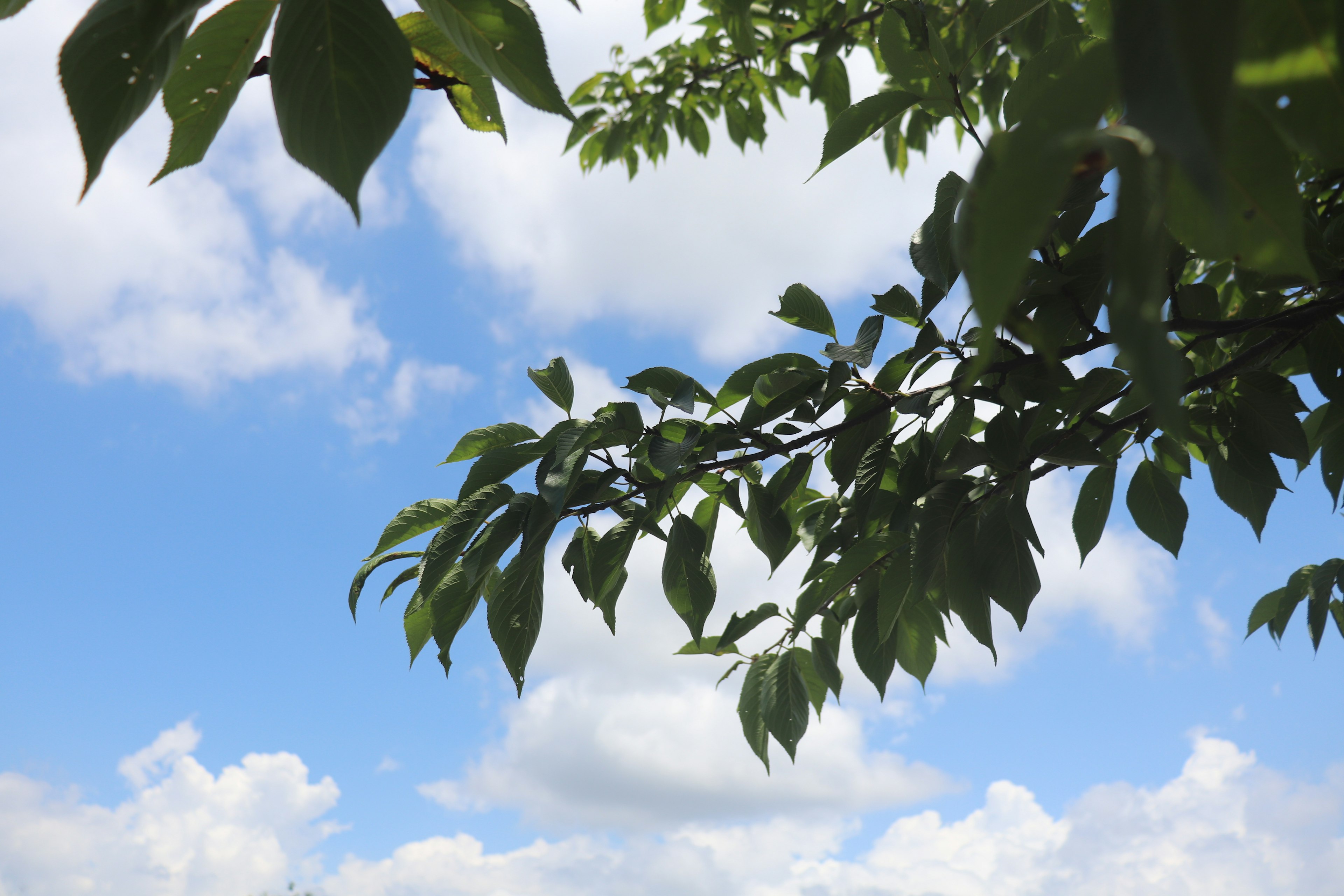 Green leaves with a backdrop of blue sky and clouds