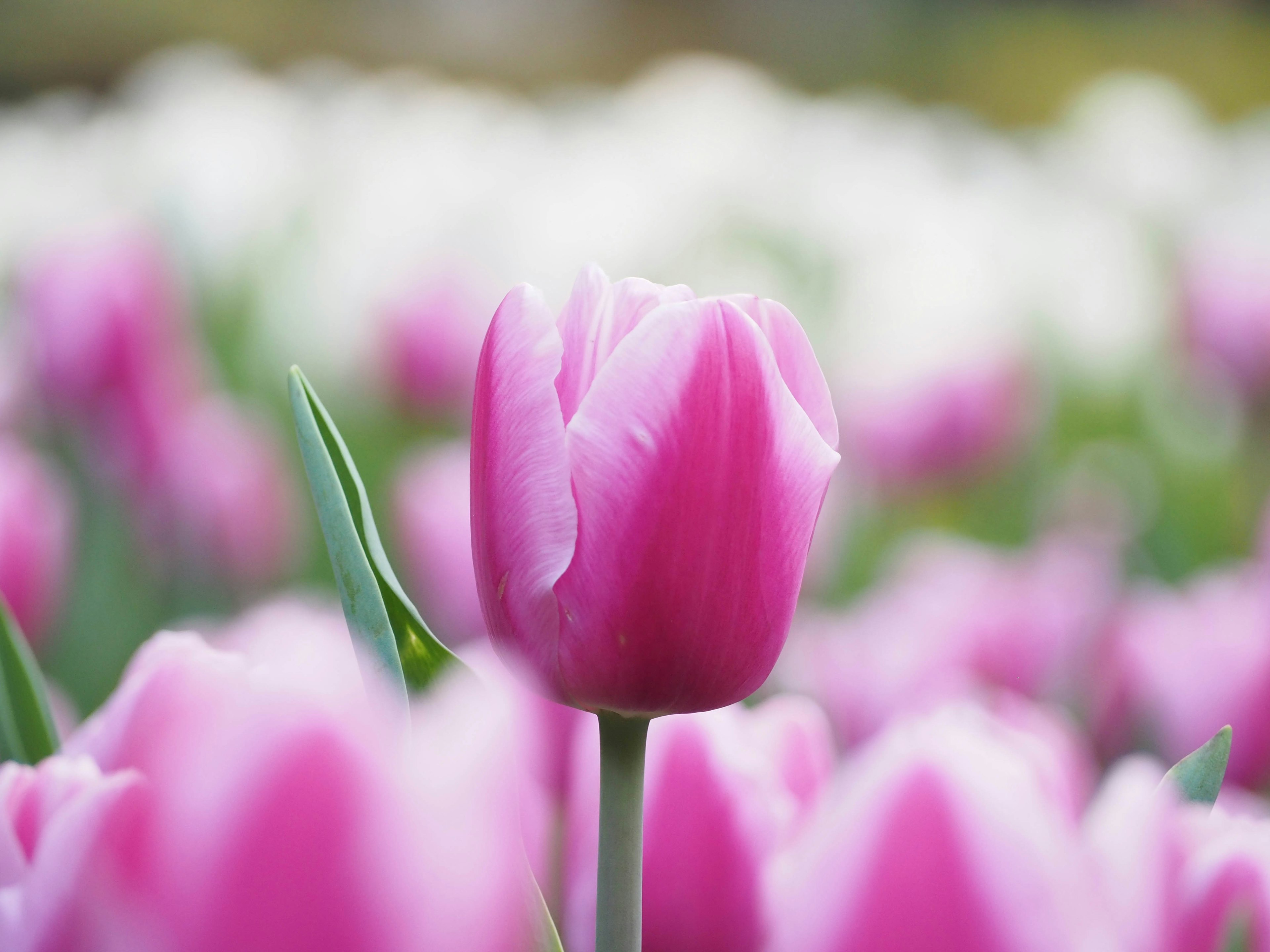 Eine lebhafte pinke Tulpe sticht hervor zwischen einem Feld von rosa und weißen Tulpen