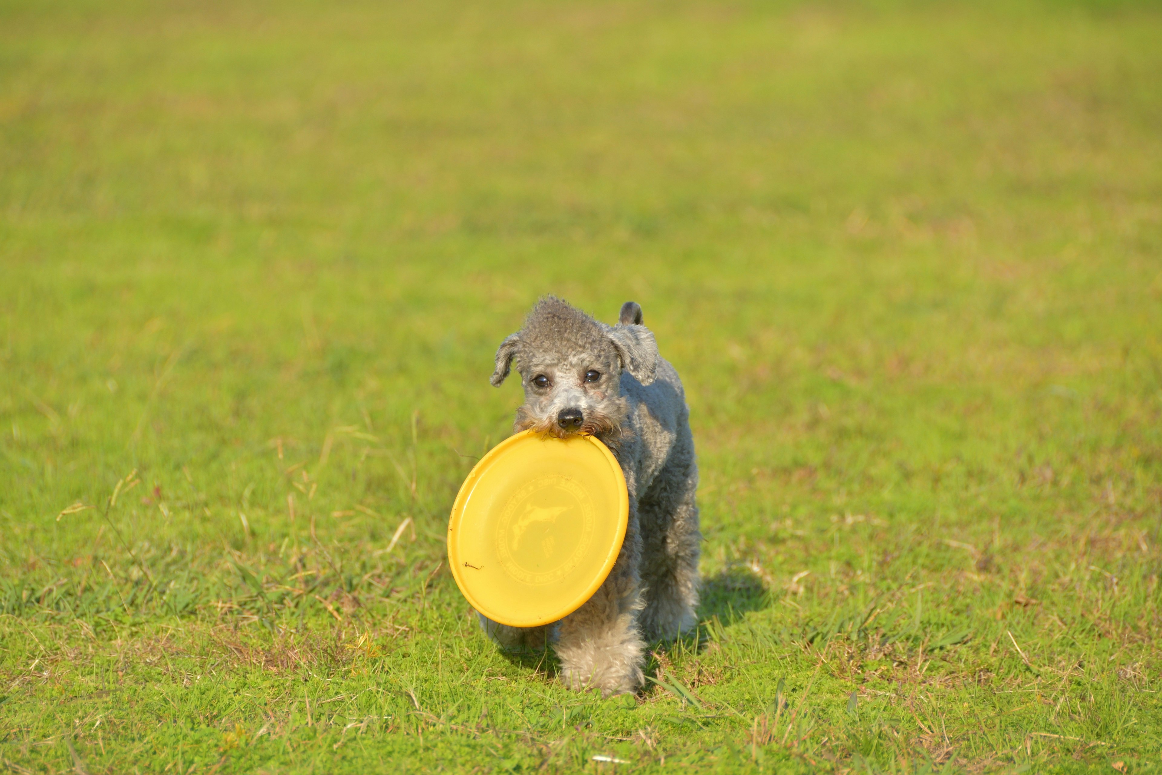 草原でフリスビーをくわえた犬