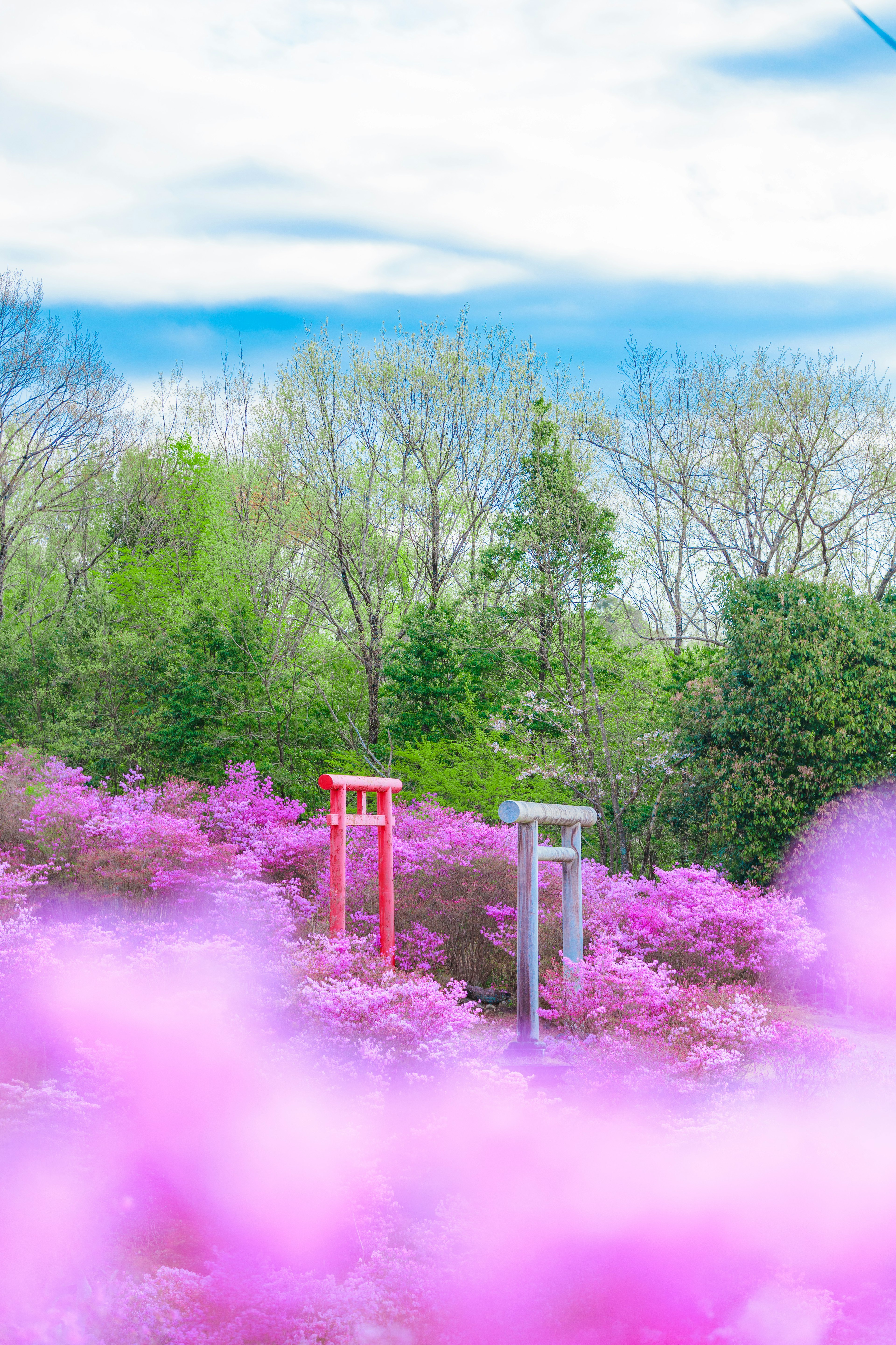 Dos torii entre flores rosas vibrantes bajo un cielo azul