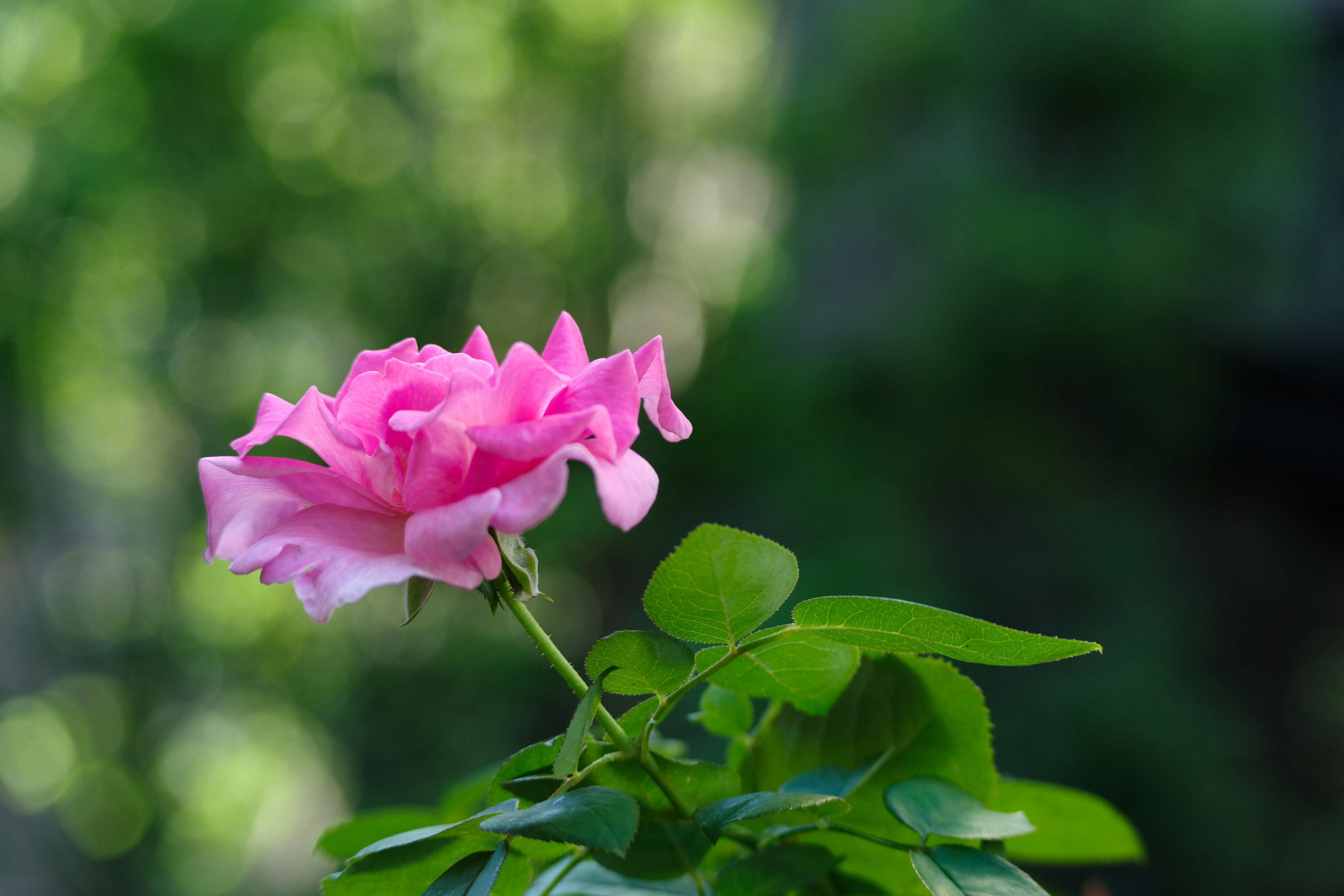 Pink rose flower blooming against a bright green background