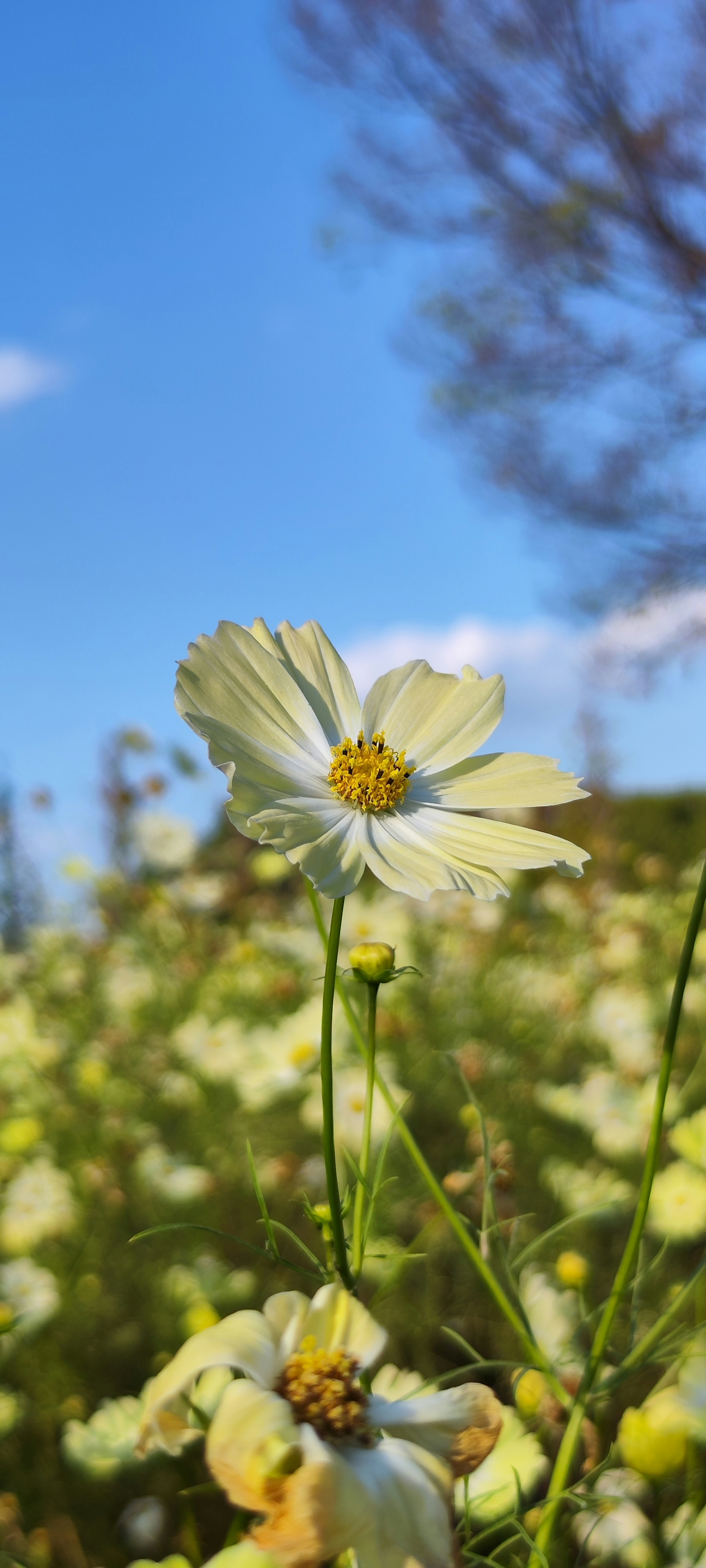 Una flor blanca floreciendo bajo un cielo azul rodeada de flores amarillas