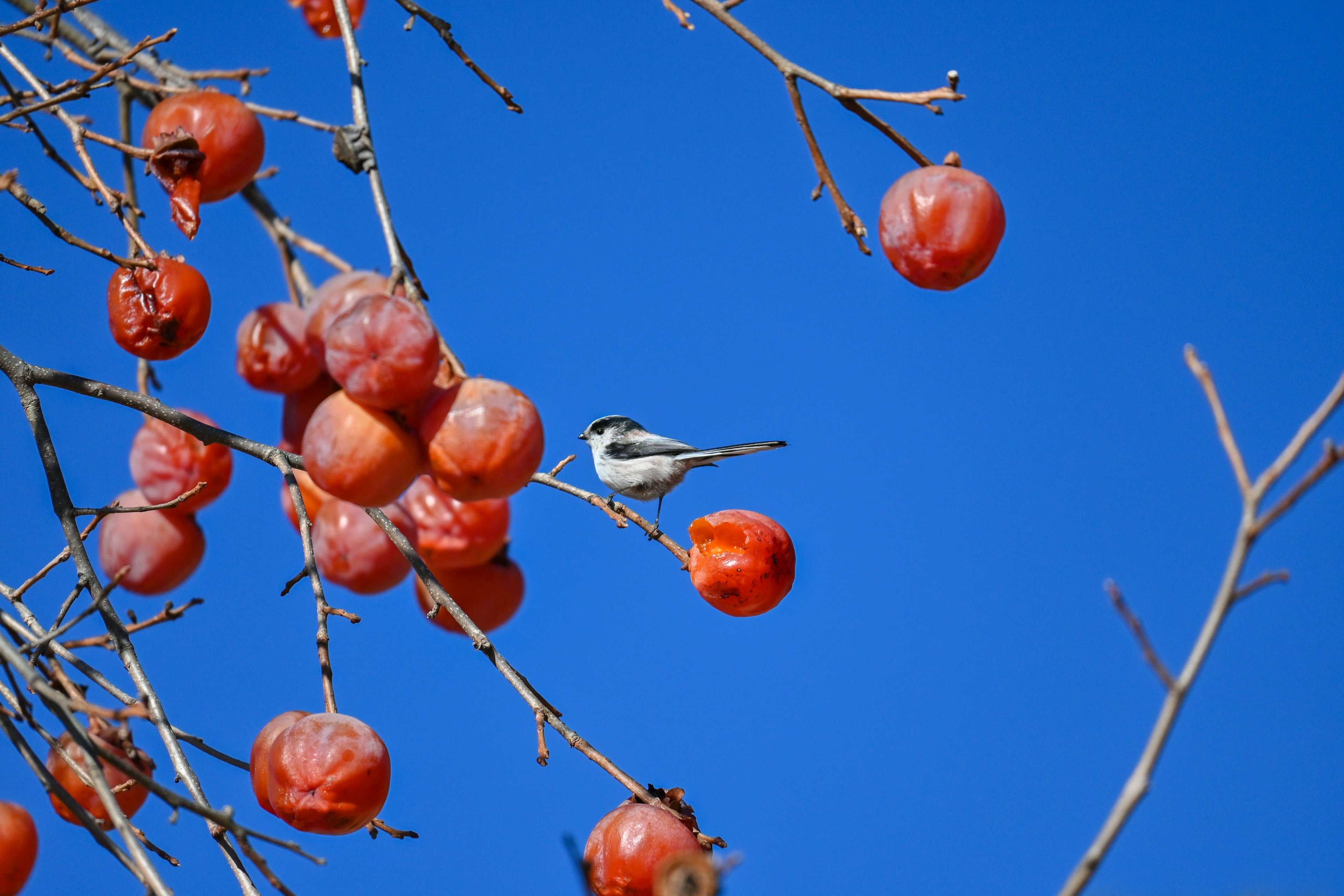 A scene with red fruits and a small bird against a blue sky