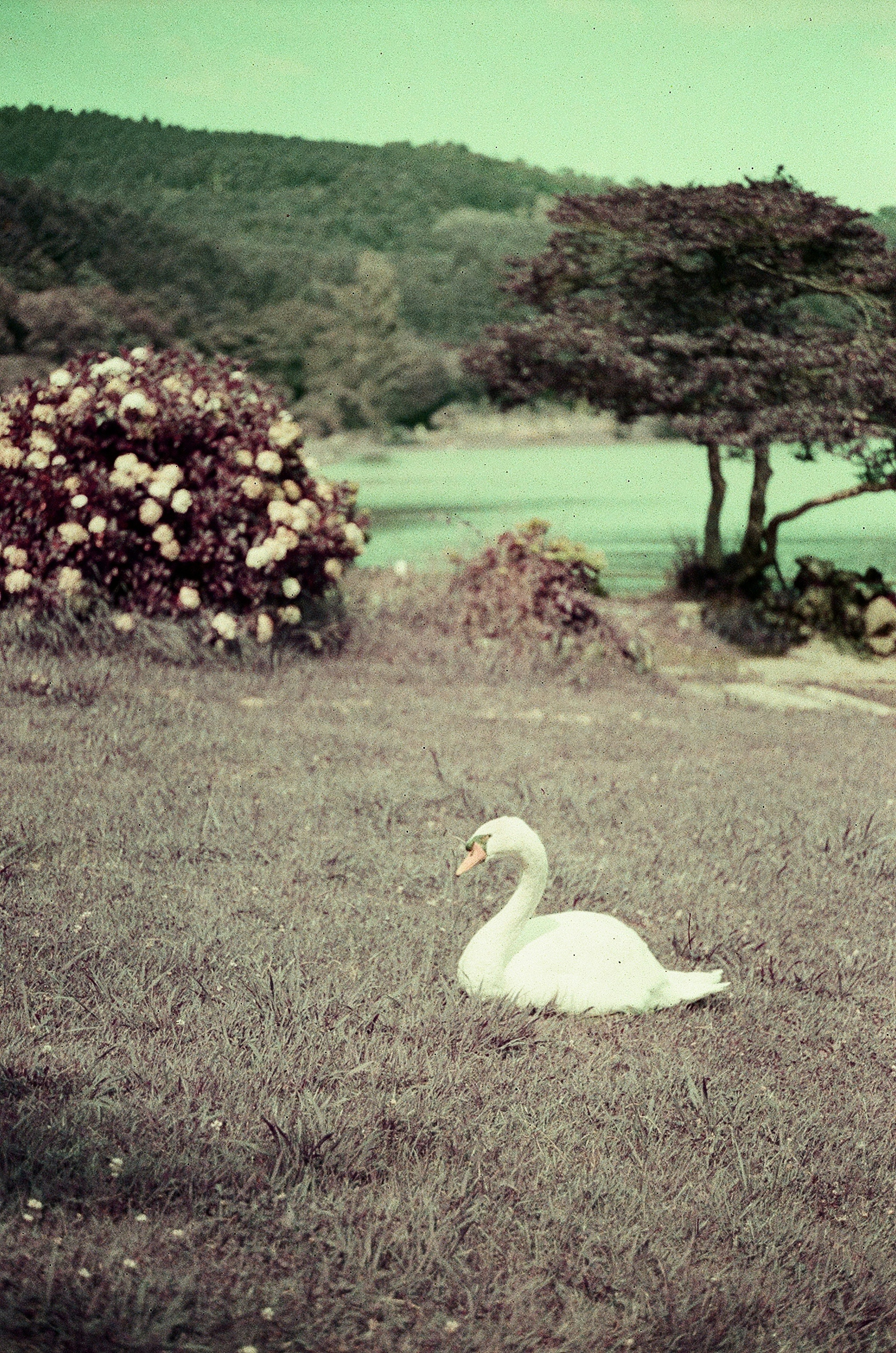 緑がかった背景の中で白鳥が草の上に横たわっている風景