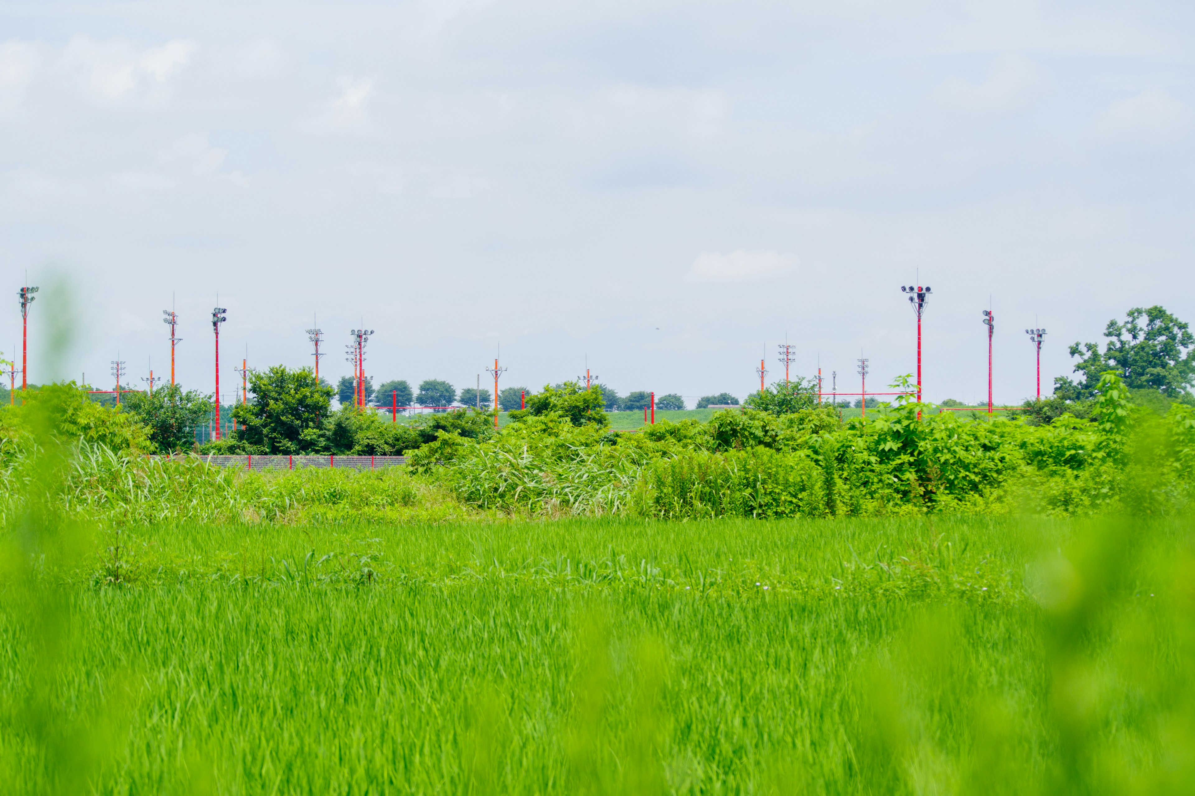 緑豊かな田んぼと遠くに見える風力発電機の風景