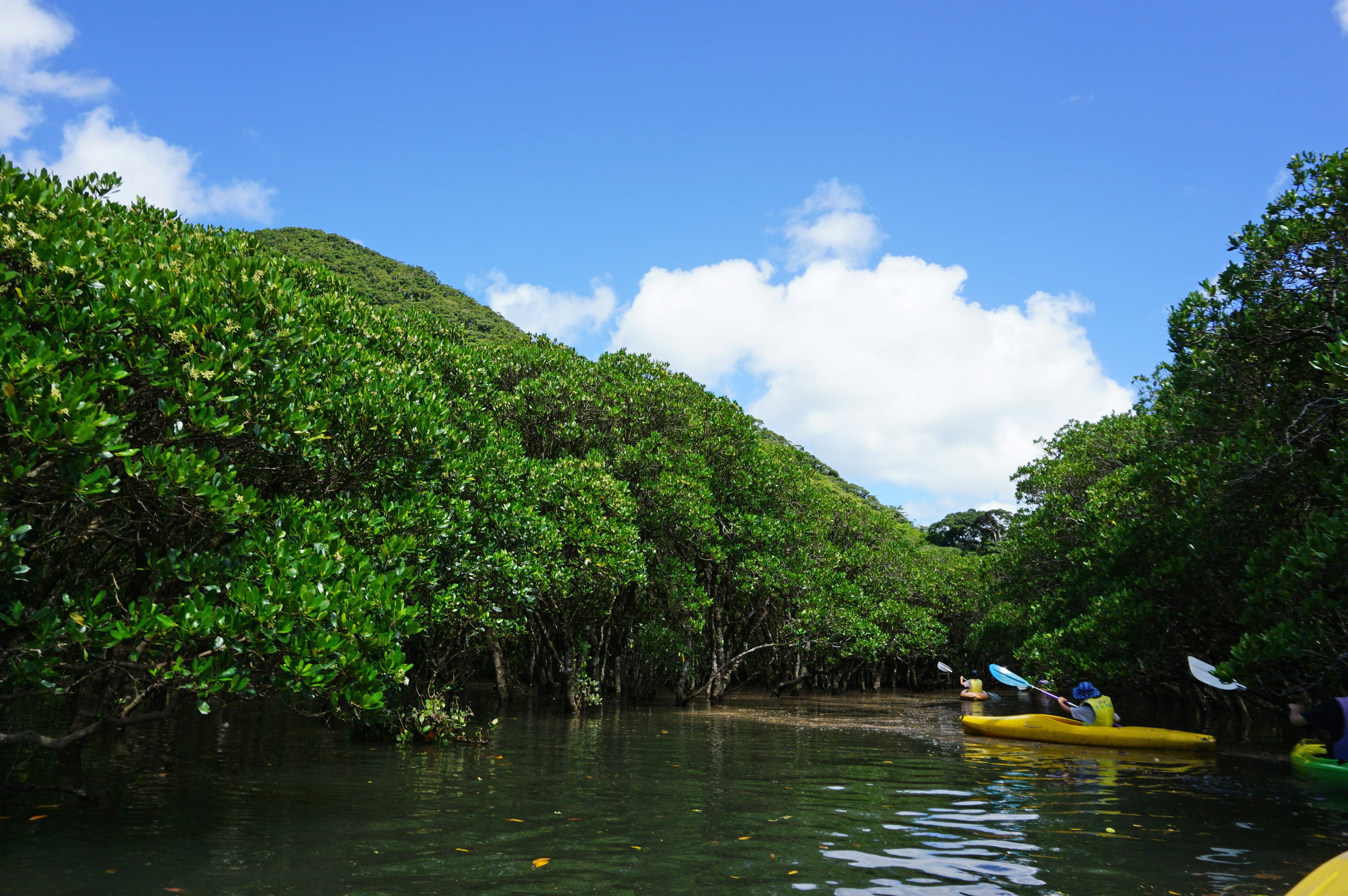 Des kayakistes pagayant à travers des mangroves luxuriantes sous un ciel bleu