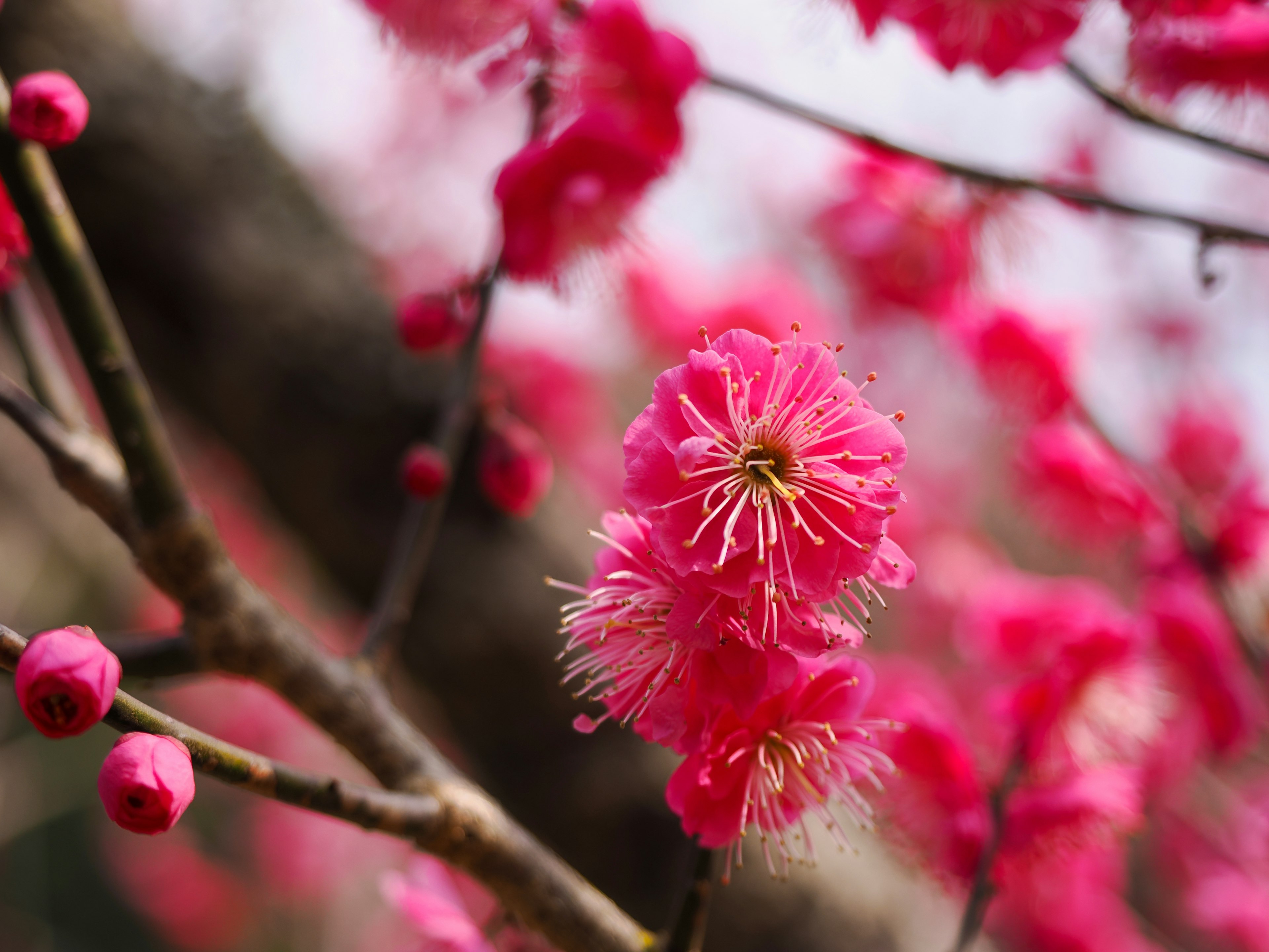 Fiori rosa vivaci che sbocciano su un ramo di pruno