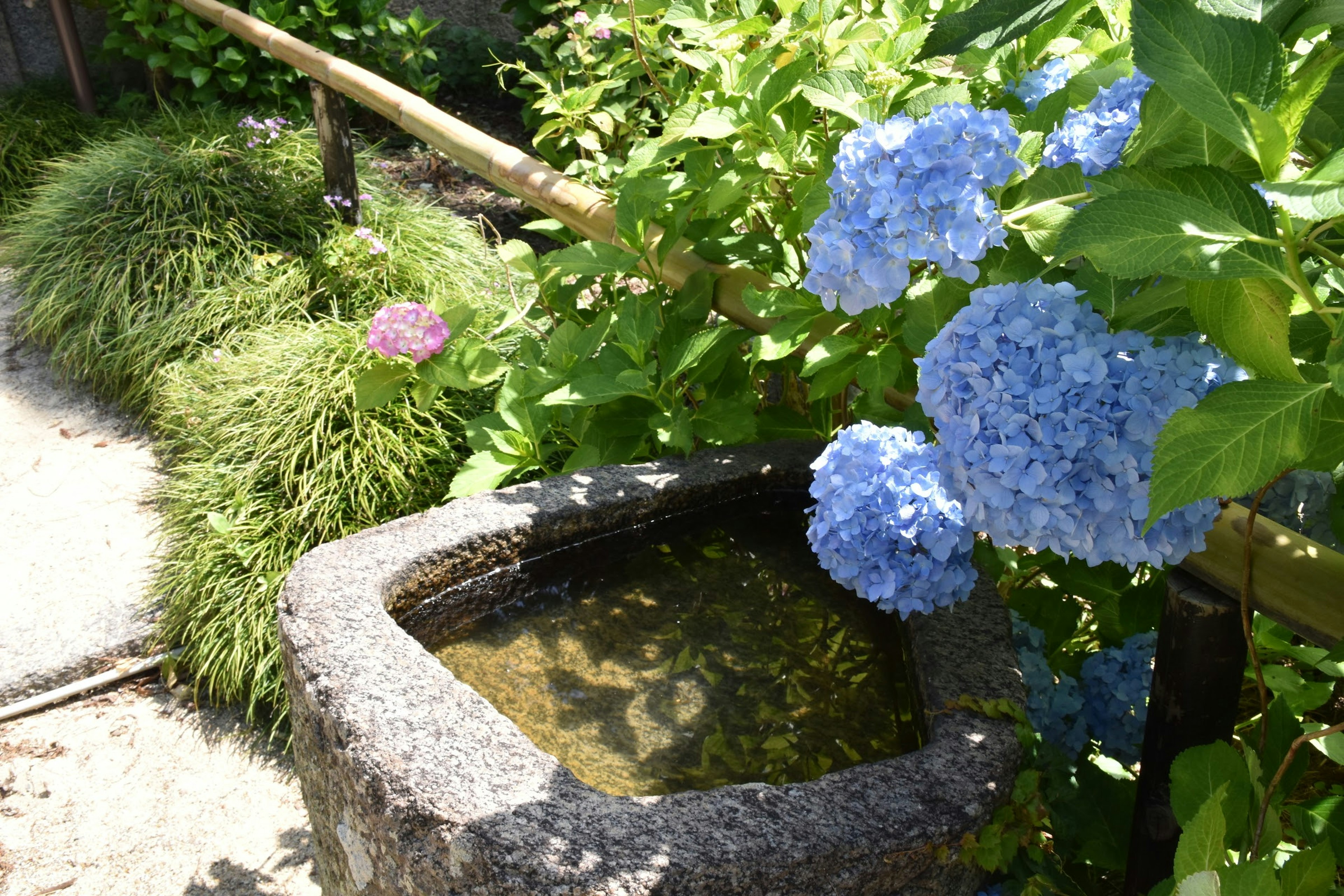 Escena de jardín con hortensias azules y un estanque de piedra