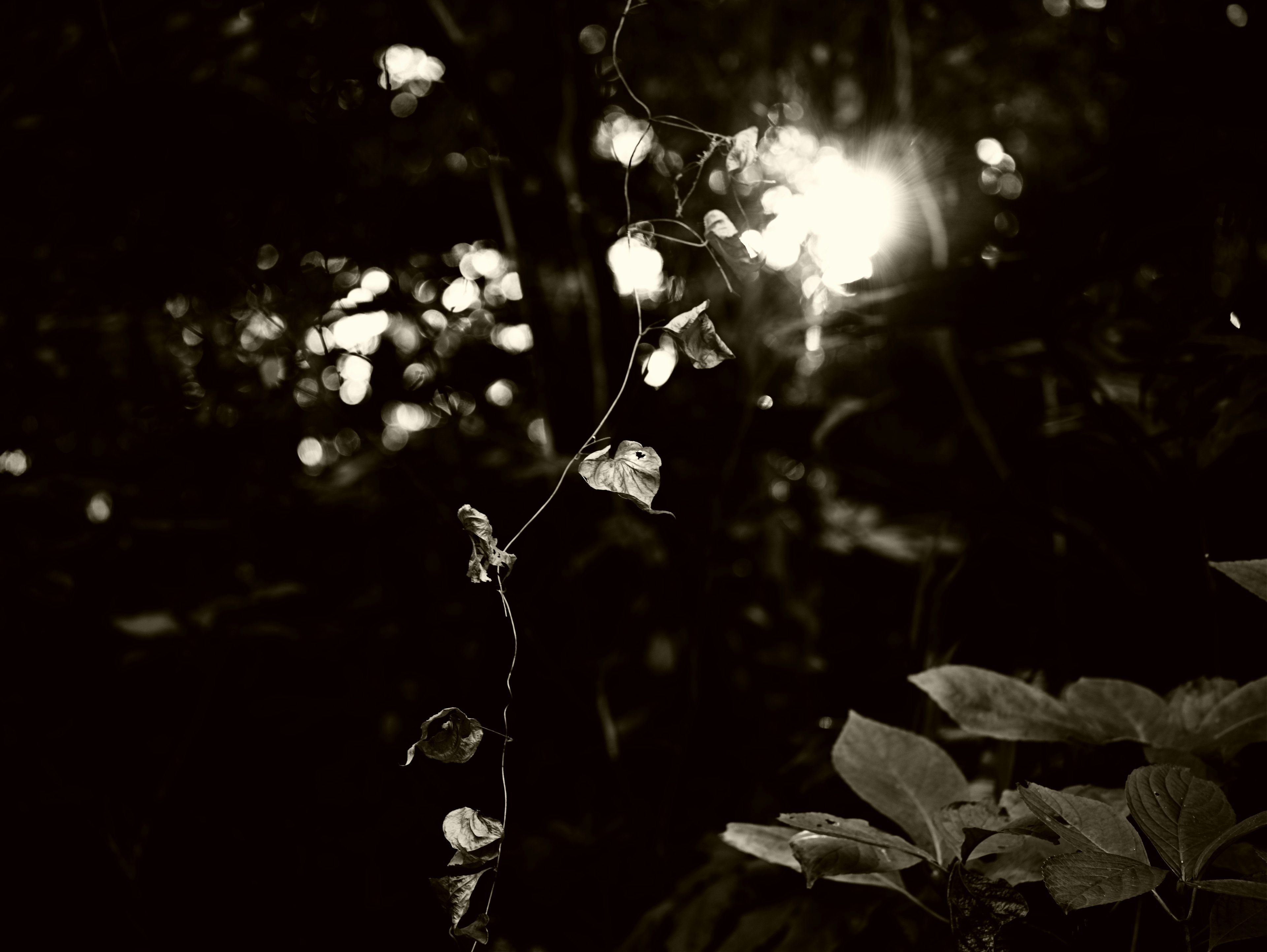 White flowers illuminated against a dark background with sunlight