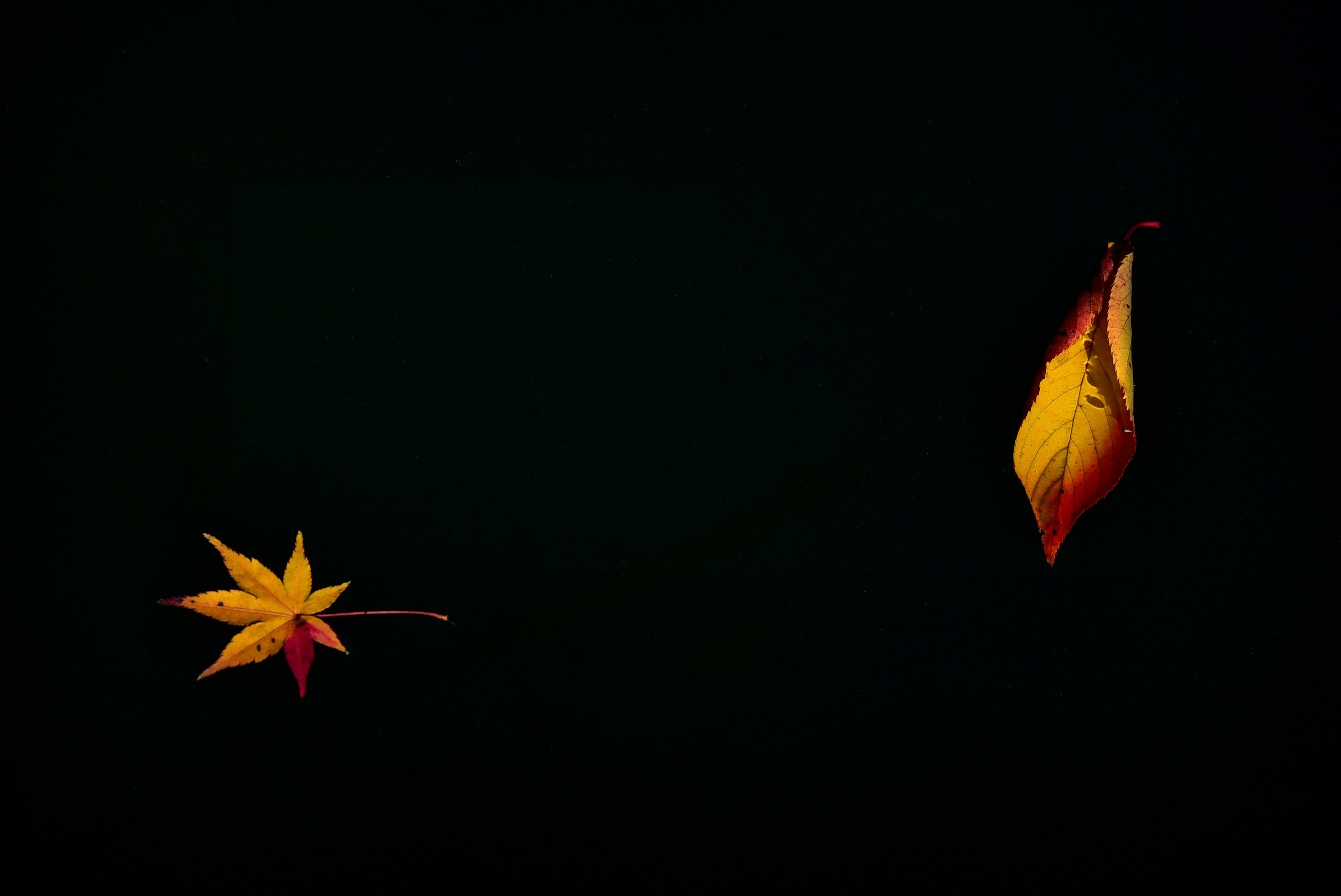 Feuilles jaunes et orange sur fond noir