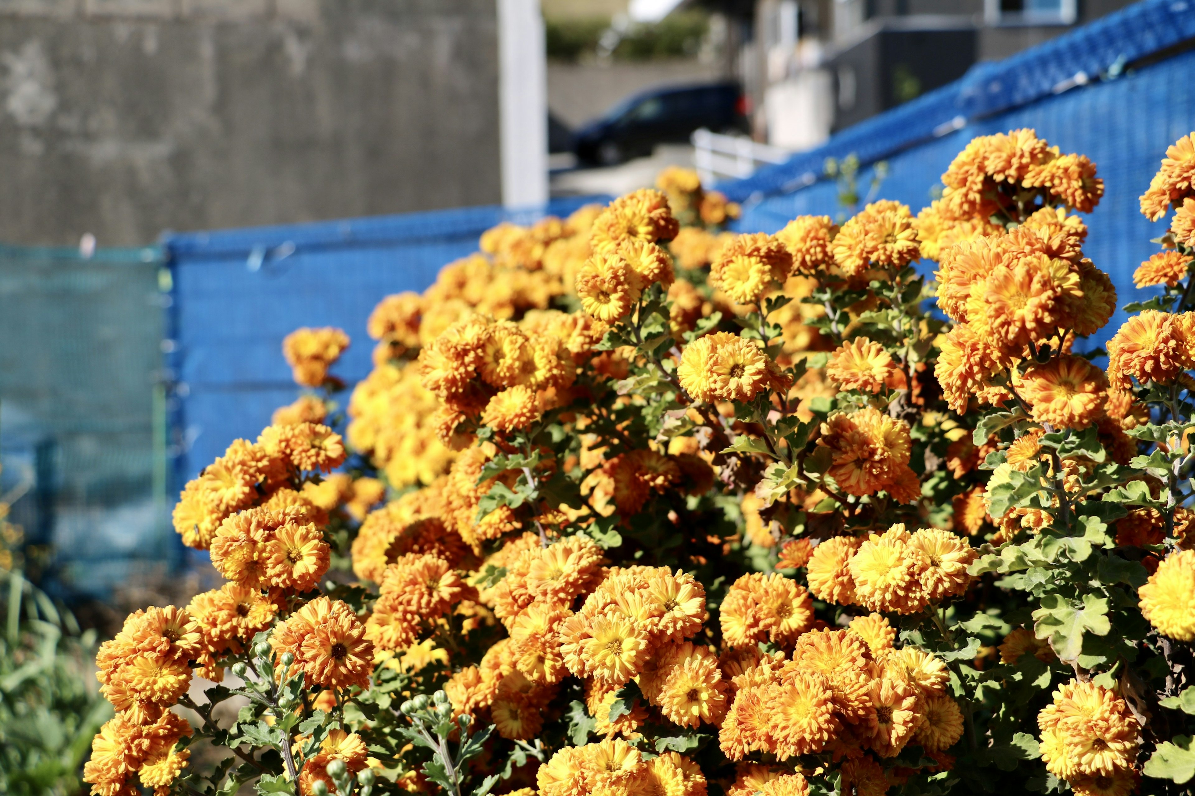 Acercamiento de flores amarillas vibrantes con una cerca azul al fondo