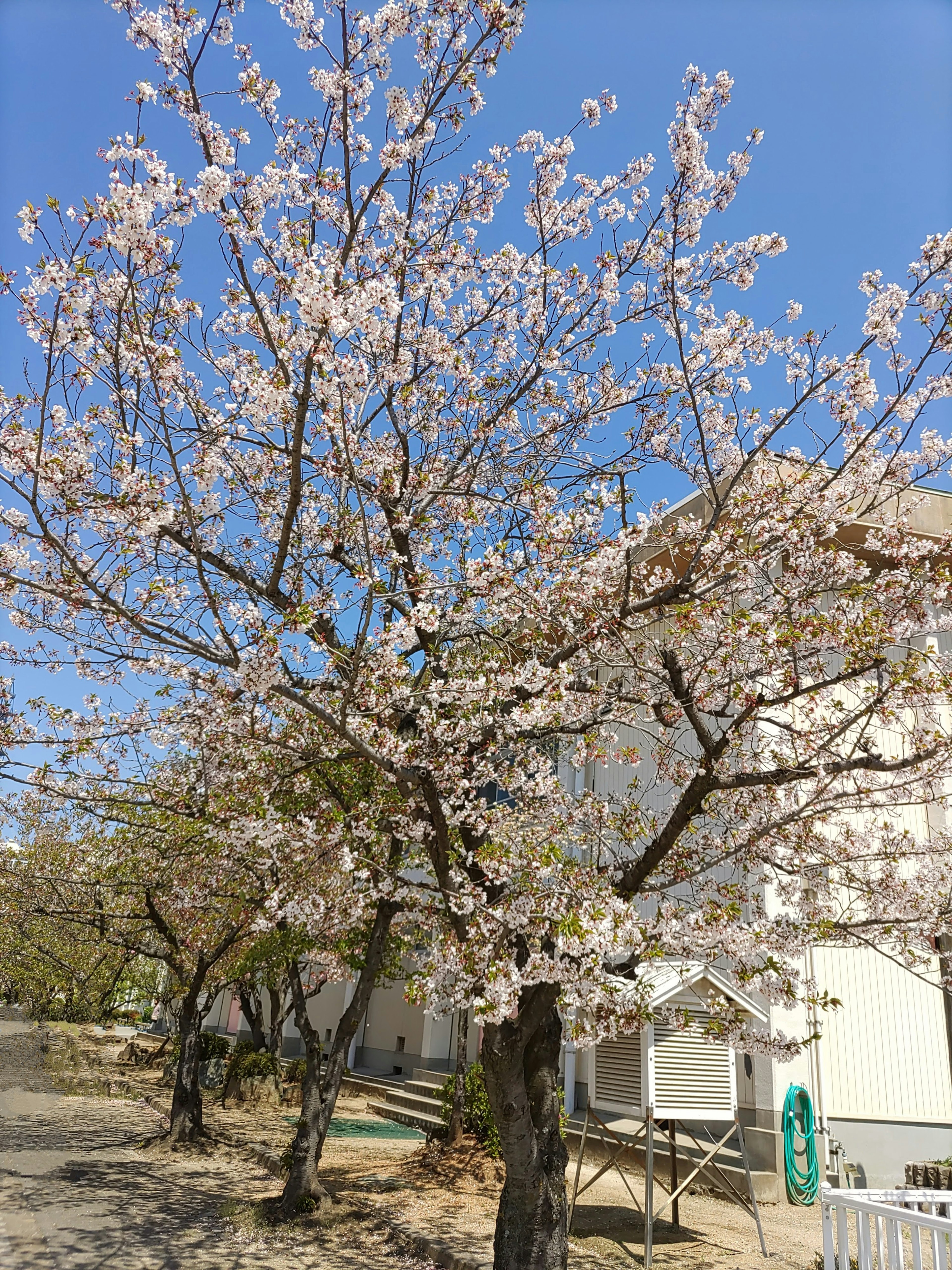 Árbol de cerezo en flor con cielo azul claro