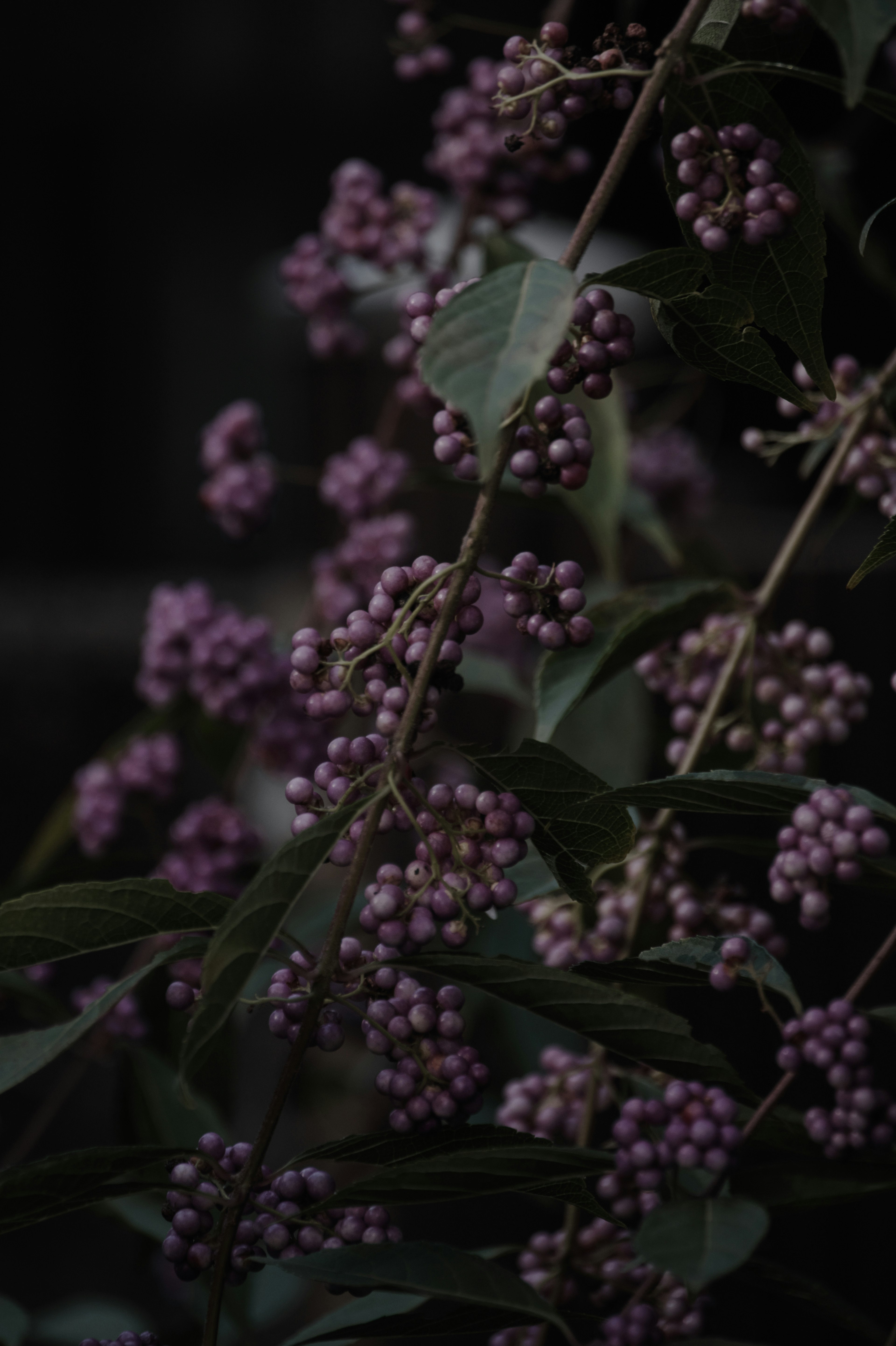 暗い背景に紫色の実をつけた植物の枝