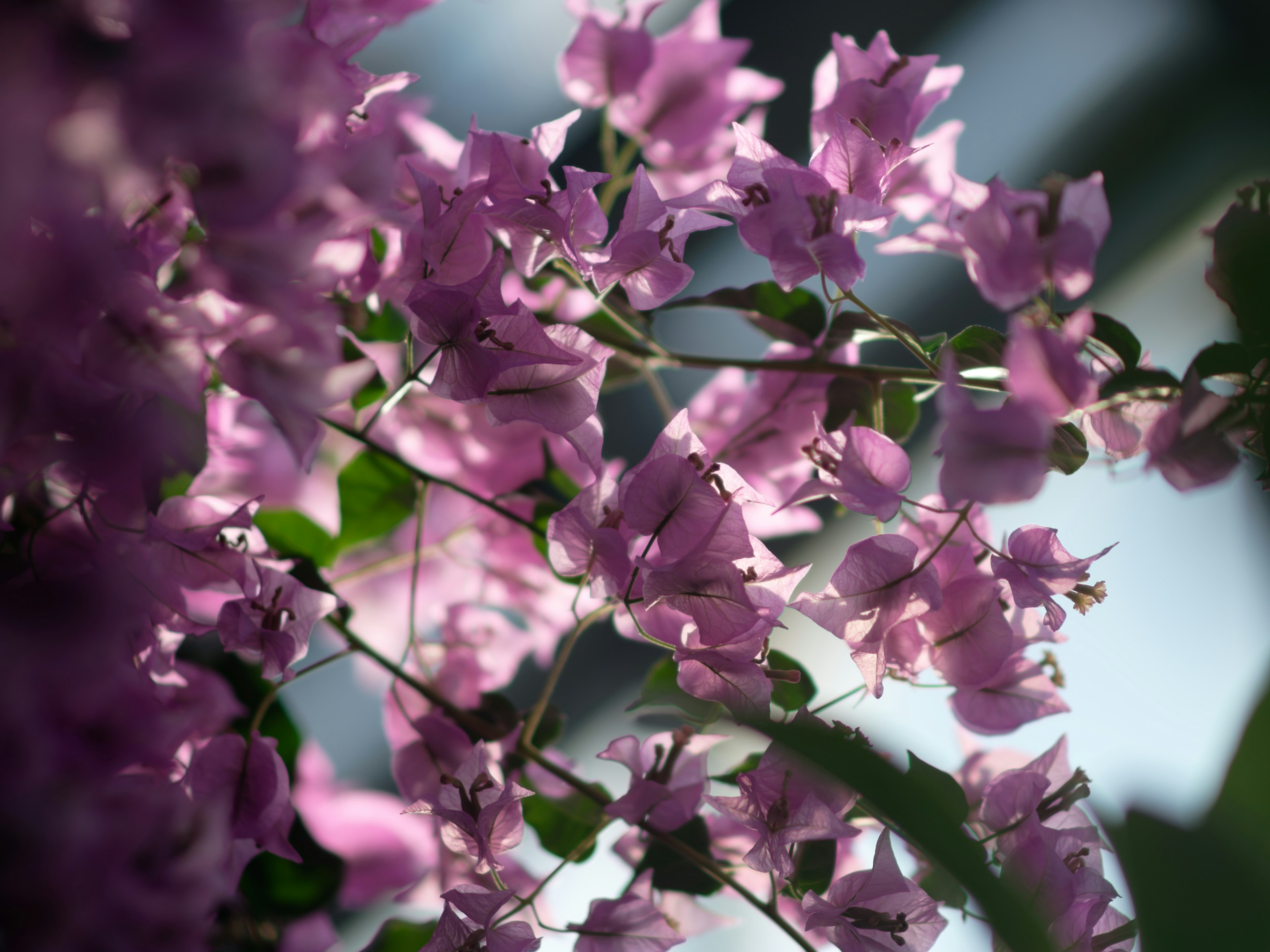 Hermosa escena de flores moradas claras contra un fondo verde borroso