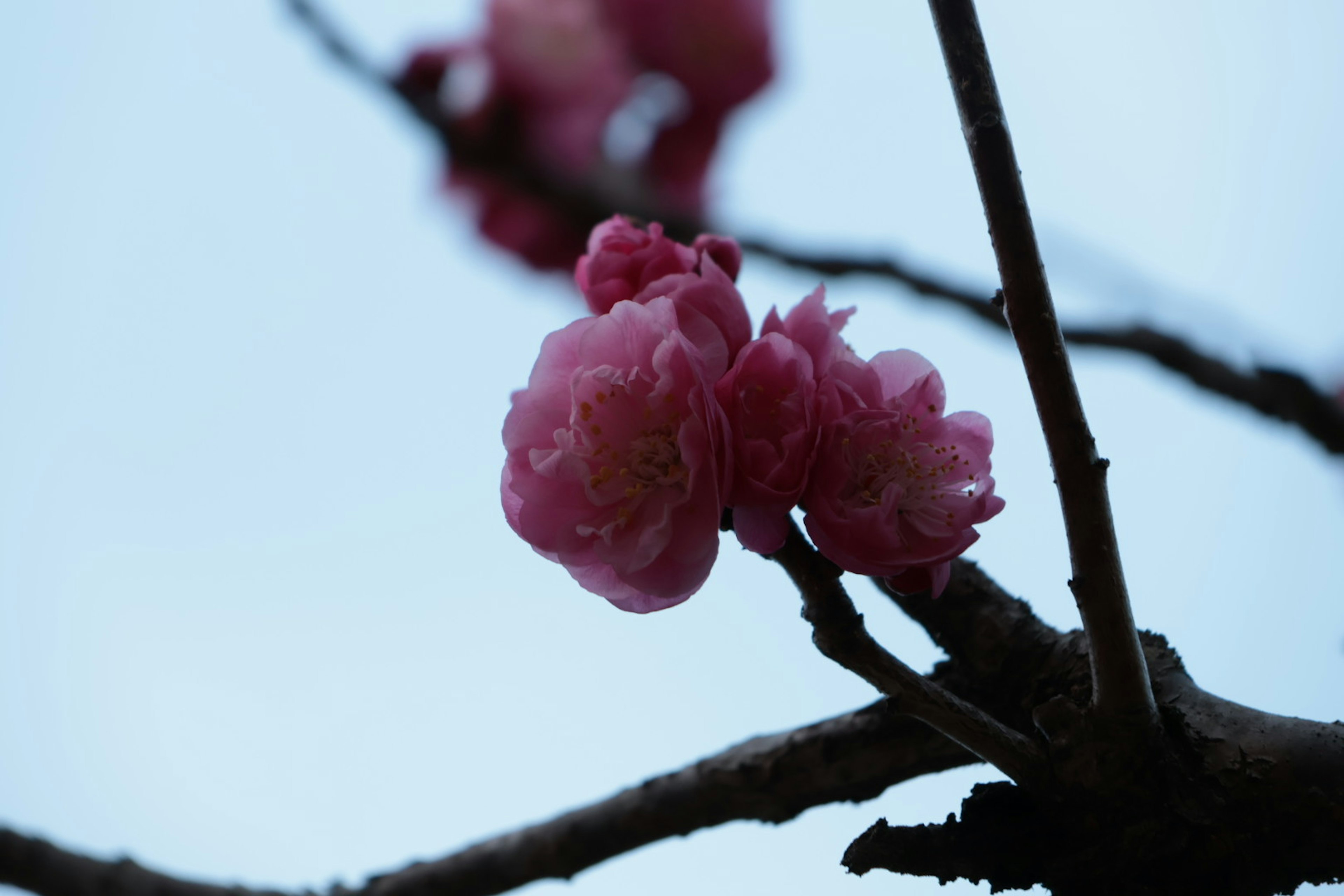 Kedekatan bunga sakura yang mekar di cabang