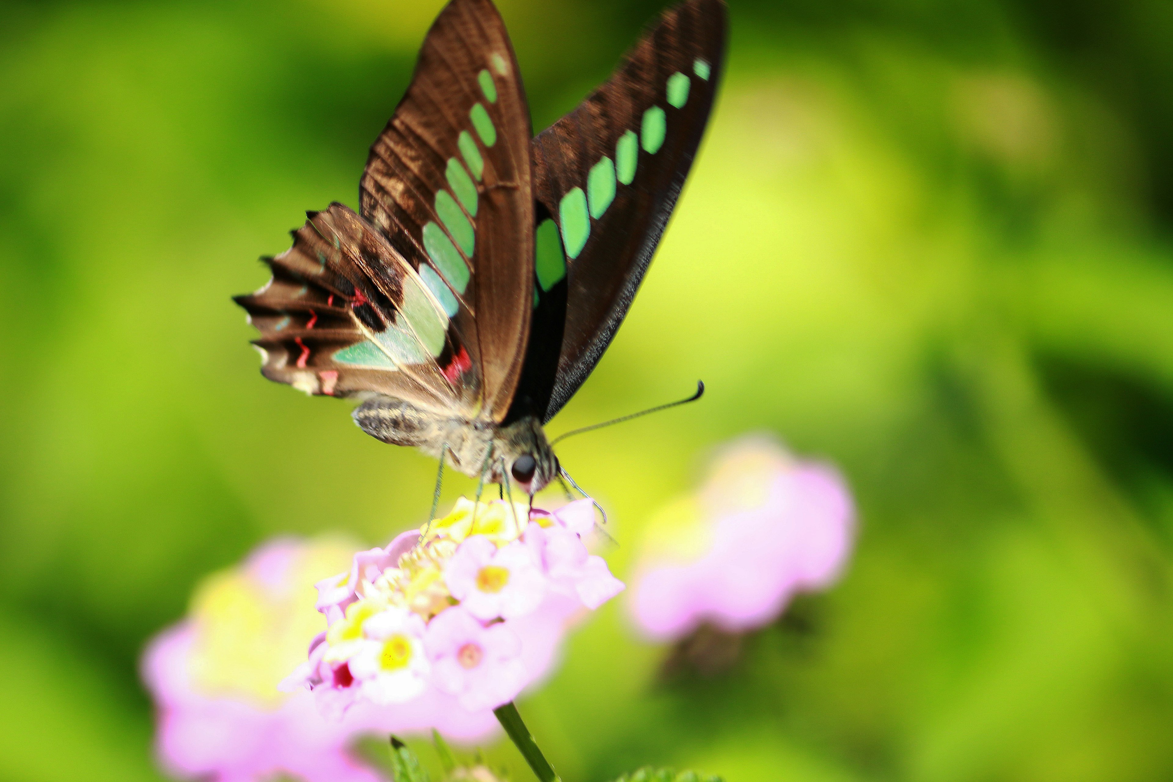 Una hermosa mariposa posada sobre una flor con alas verdes y marrones distintivas