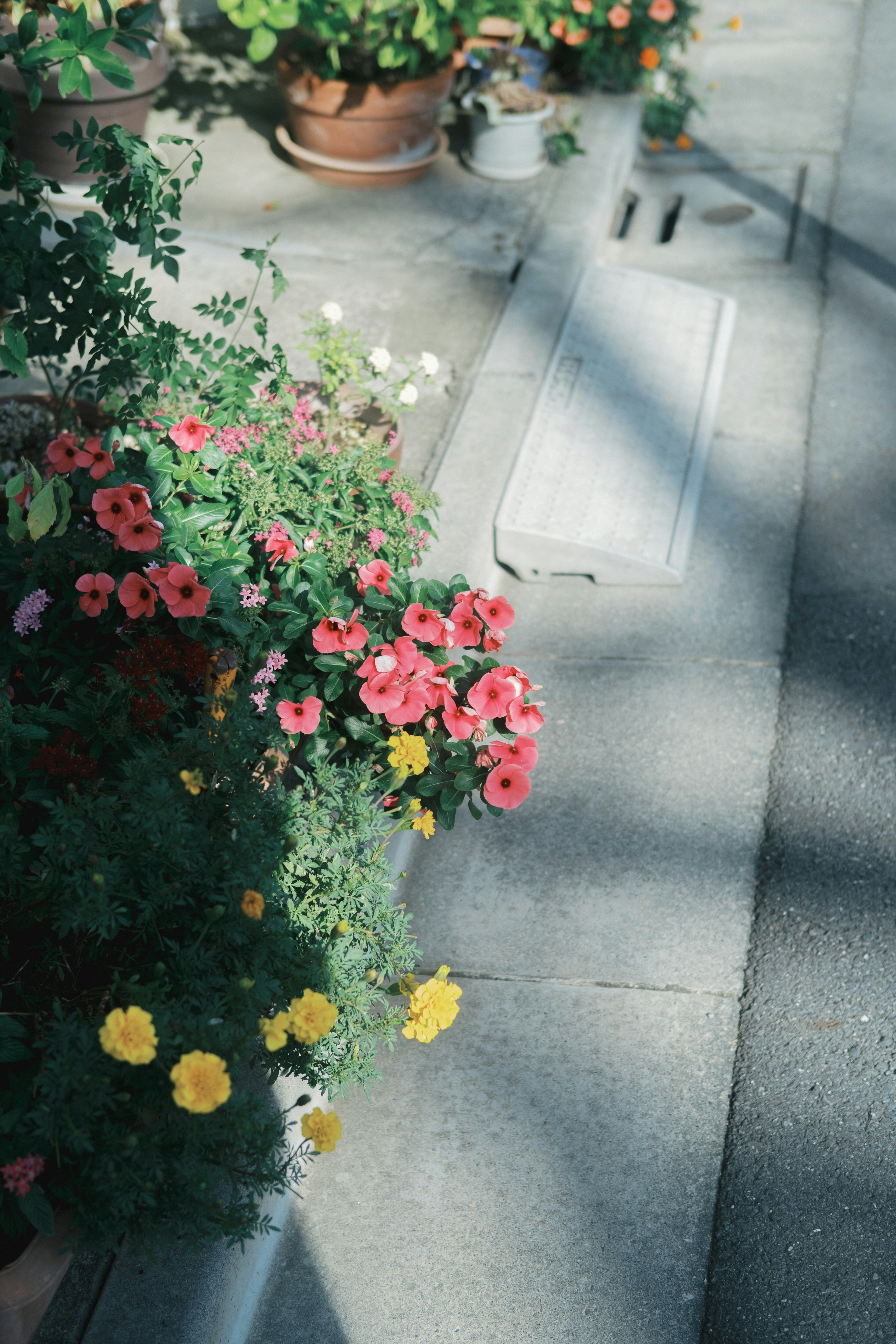 Eine Ecke eines Gewächshauses mit bunten Blumen entlang eines Steinwegs