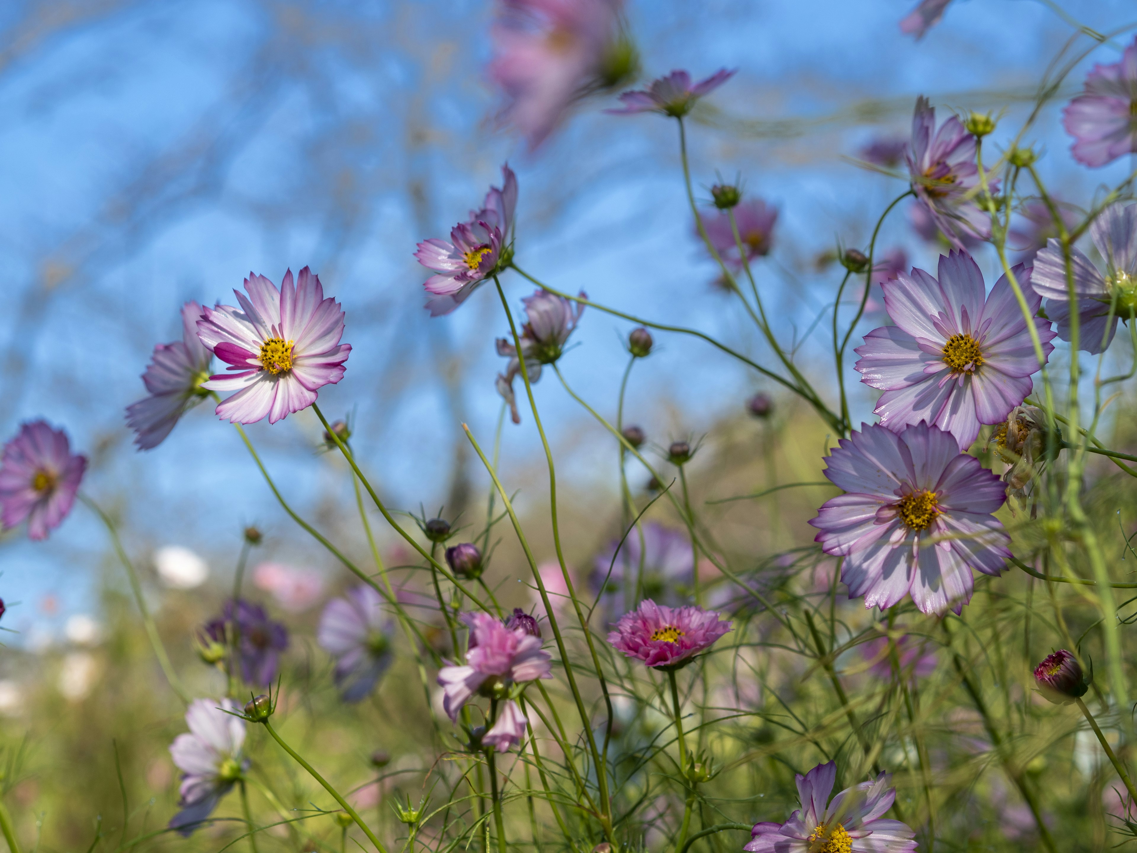 Cluster aus lila Blumen, die unter einem blauen Himmel blühen