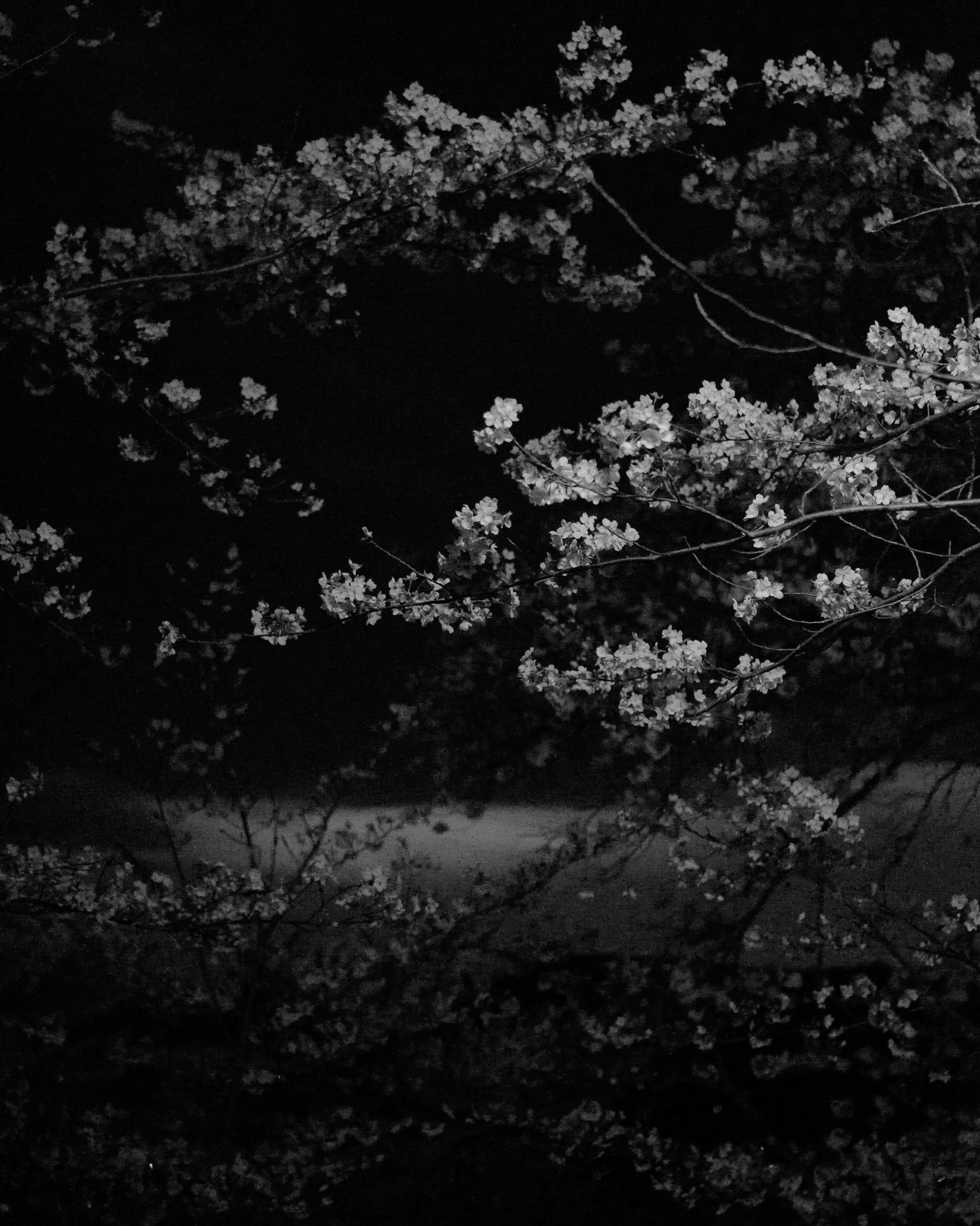 Branche de fleurs blanches contre un ciel nocturne sombre avec un contraste frappant