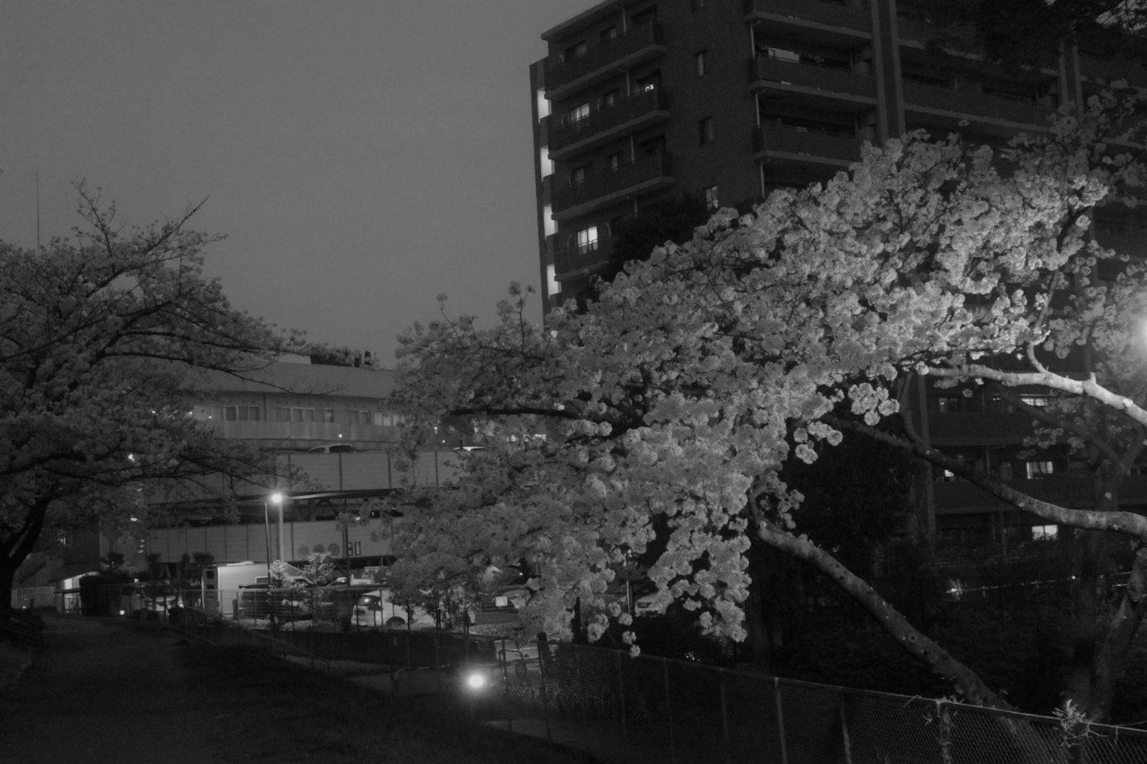 夜の桜の木とマンションの風景