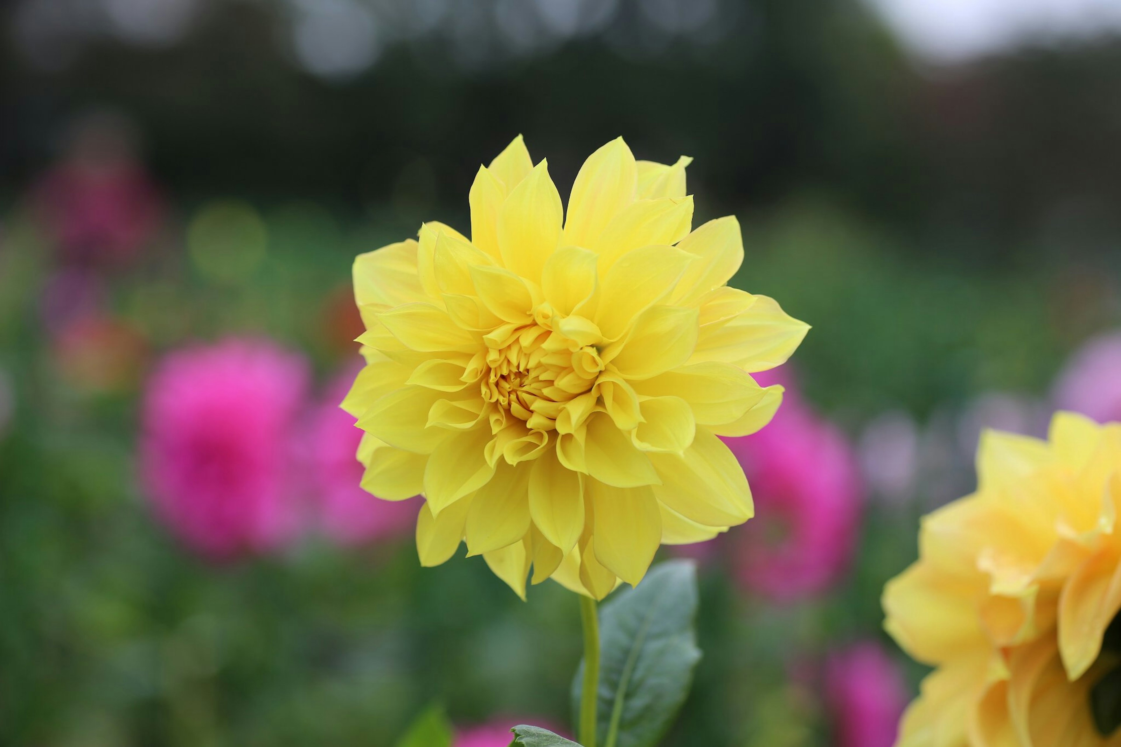 Sebuah bunga dahlia kuning cerah dengan bunga merah muda di latar belakang