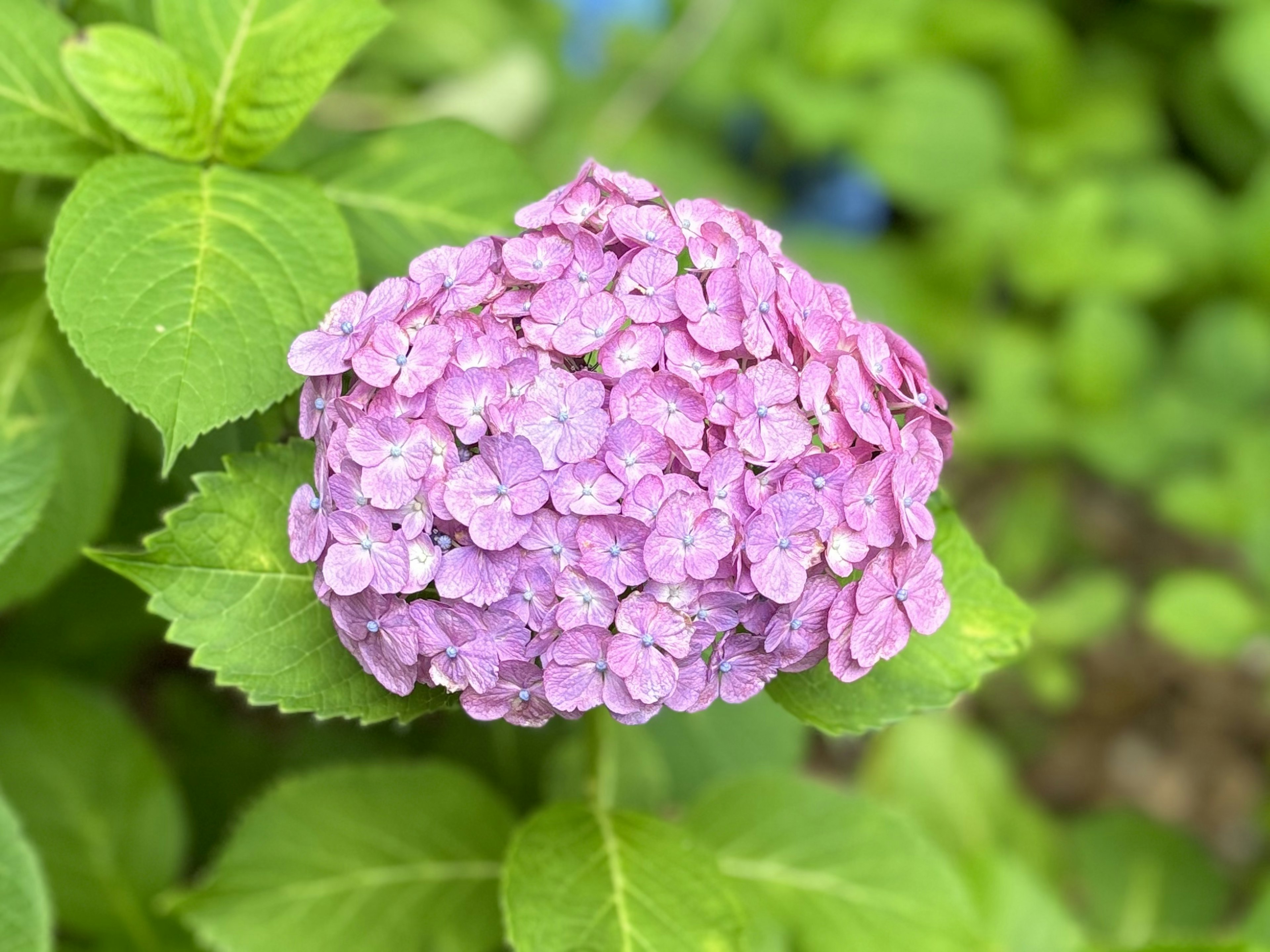 鮮やかなピンク色のアジサイの花が緑の葉の間から顔を出している