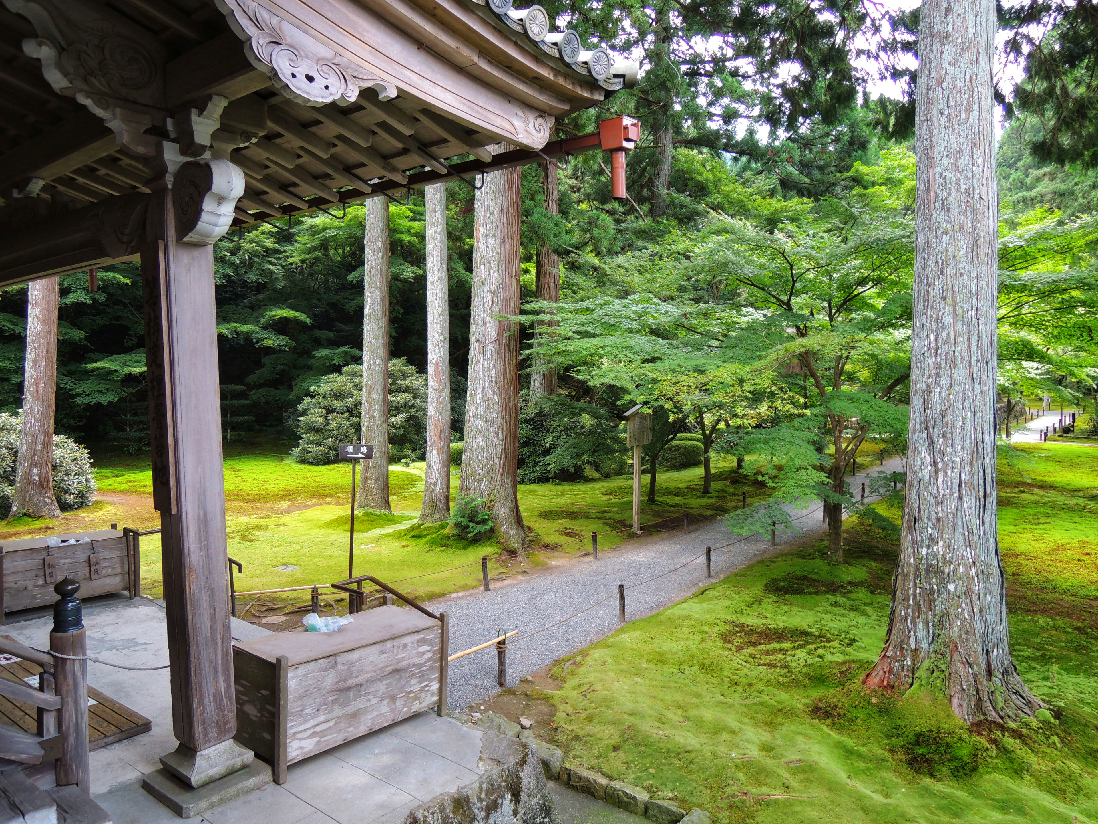 被郁郁葱葱的绿树和高大树木环绕的静谧花园小径的风景