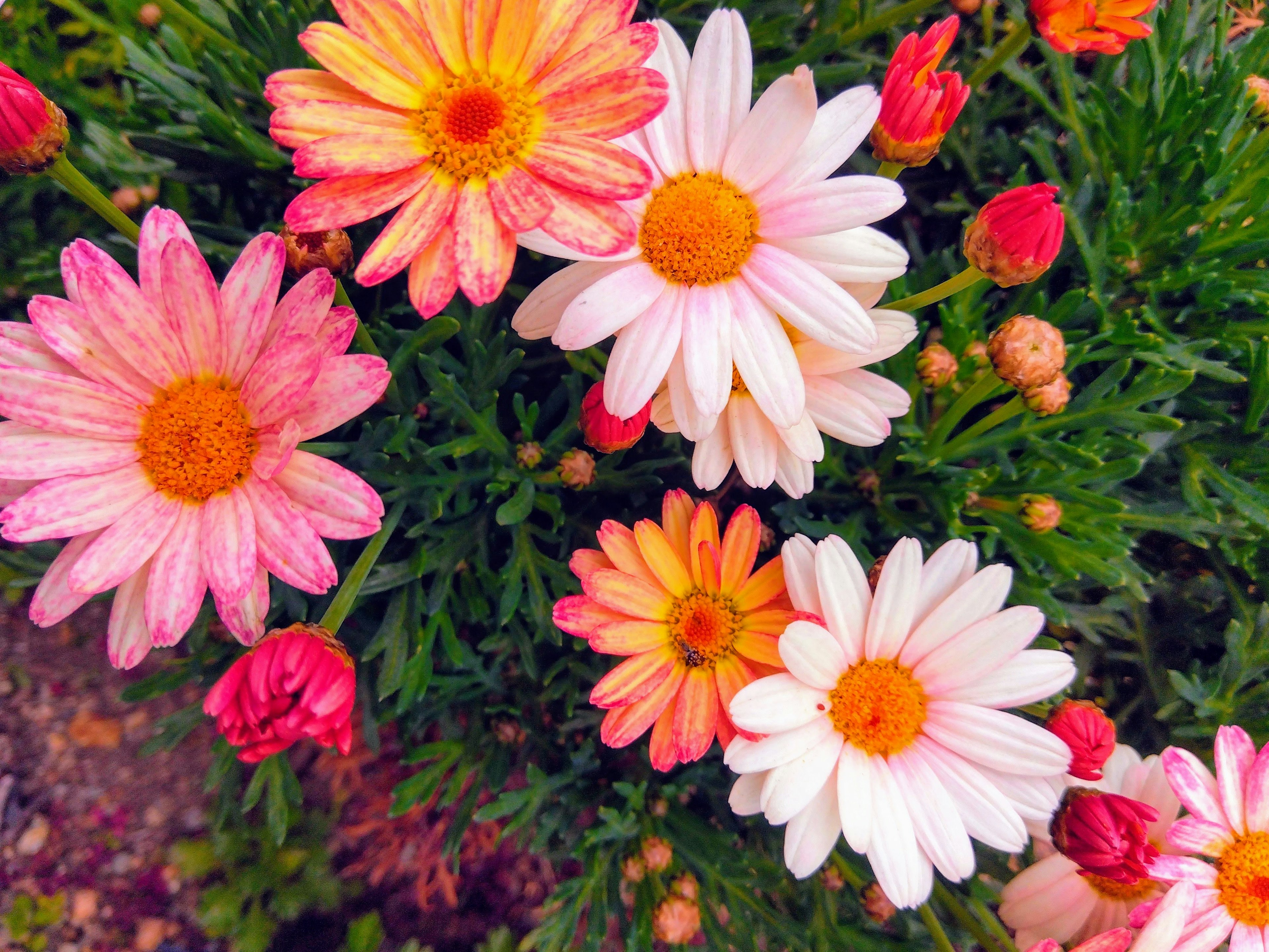 Fiori colorati che sbocciano in un giardino