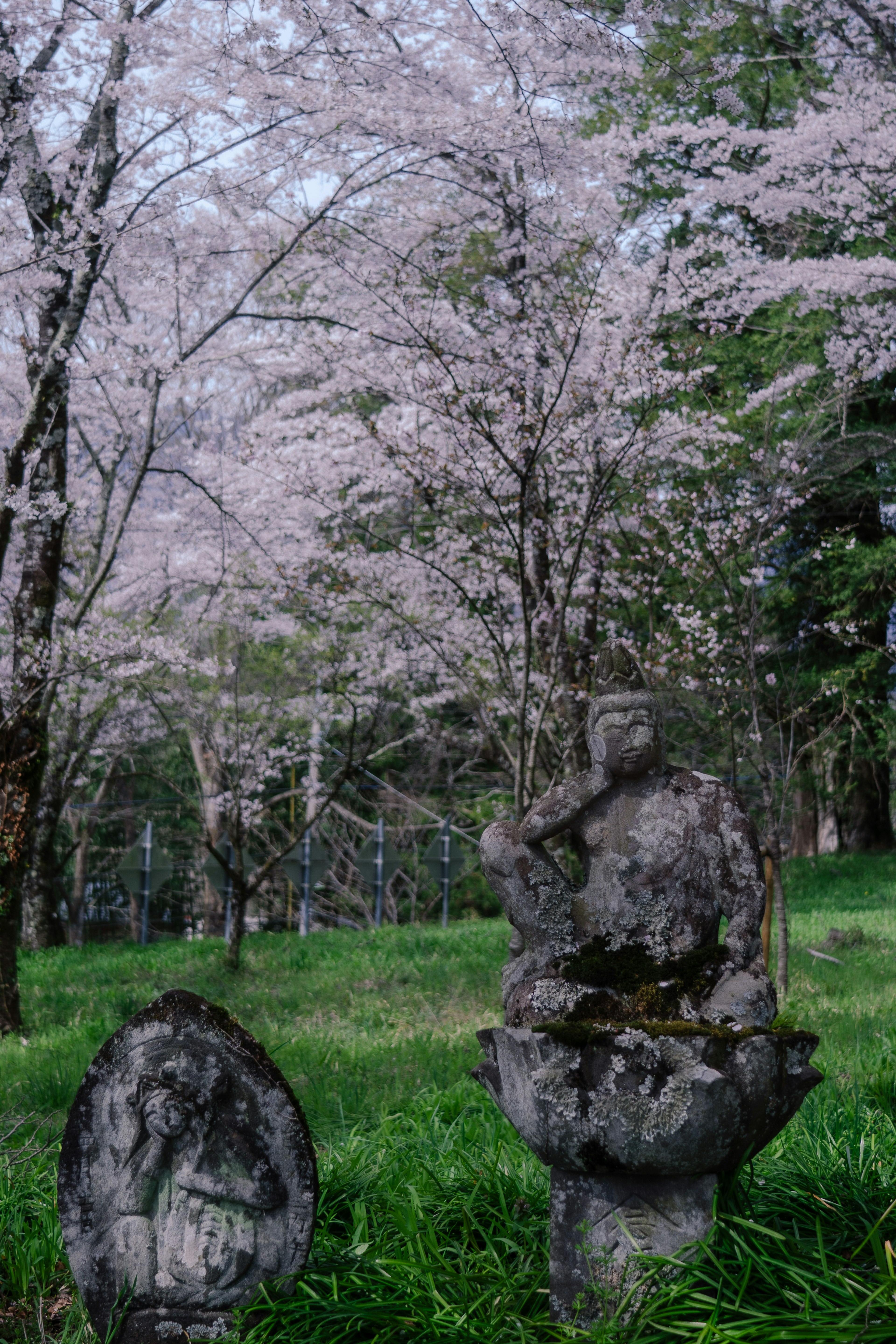 Old stone statues and gravestones in a park with blooming cherry trees