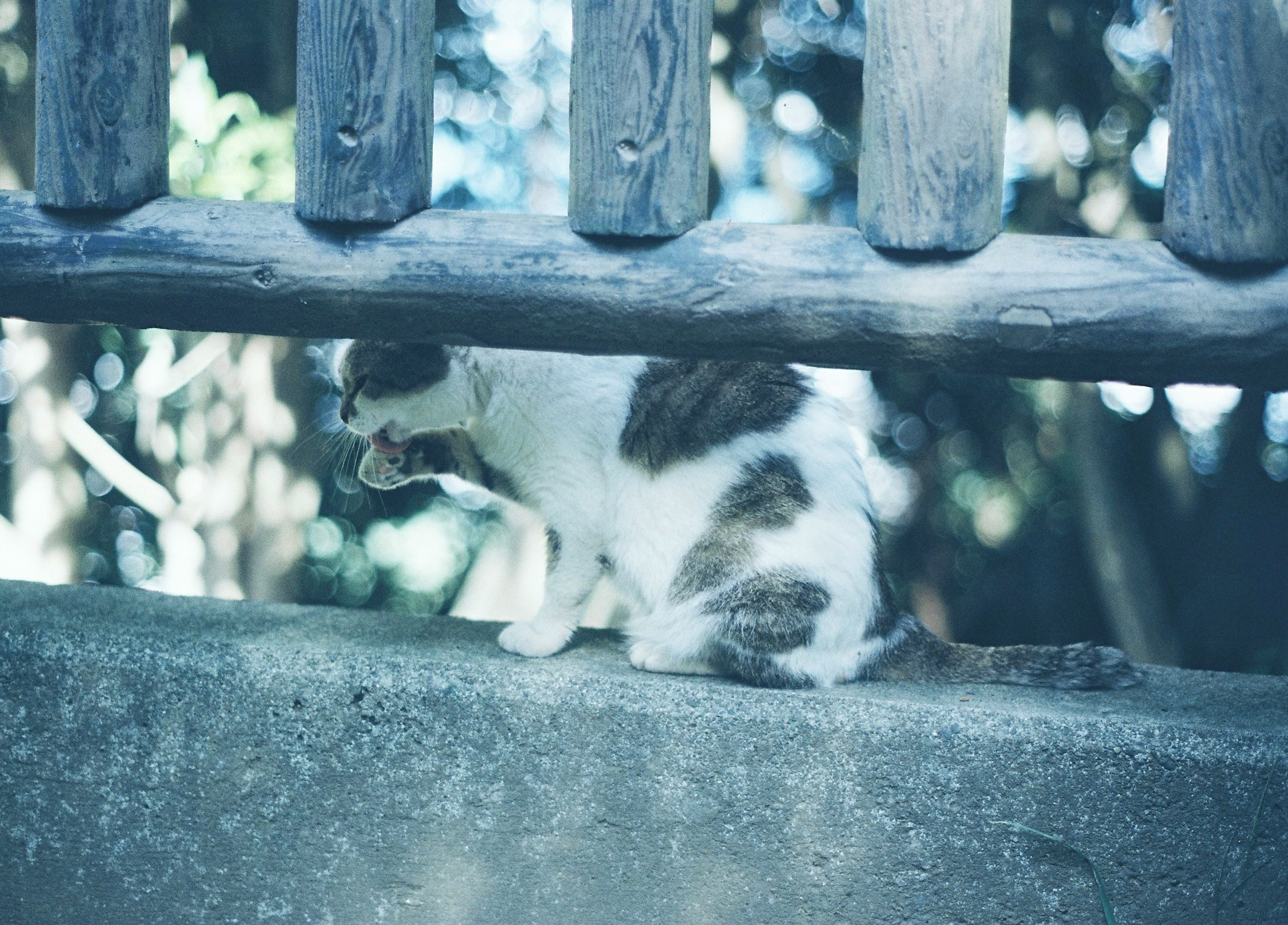 Un chat brun et blanc assis sous une clôture en bois