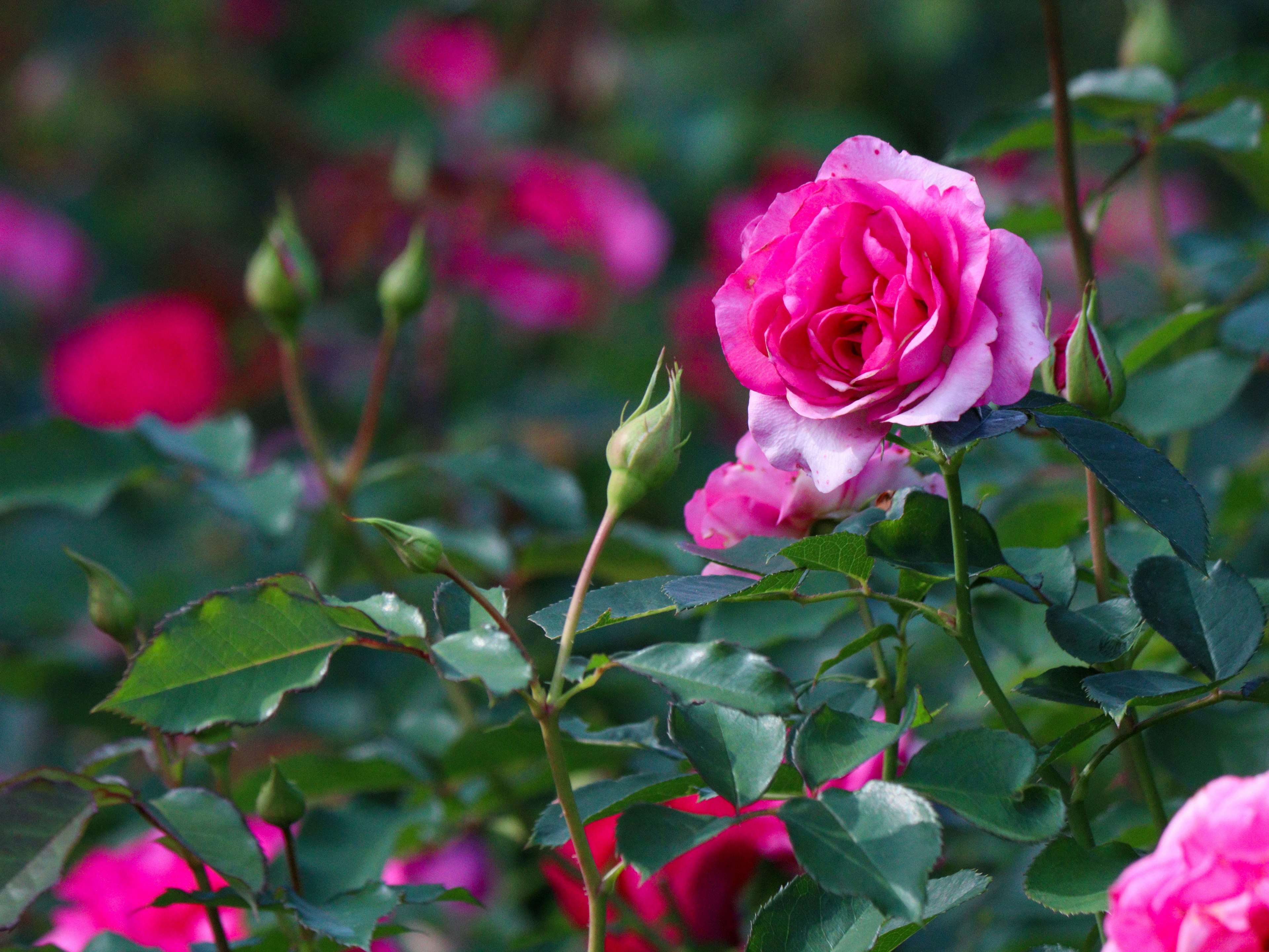 ภาพสวยของกุหลาบสีชมพูสดใสที่ถูกล้อมรอบด้วยใบเขียว