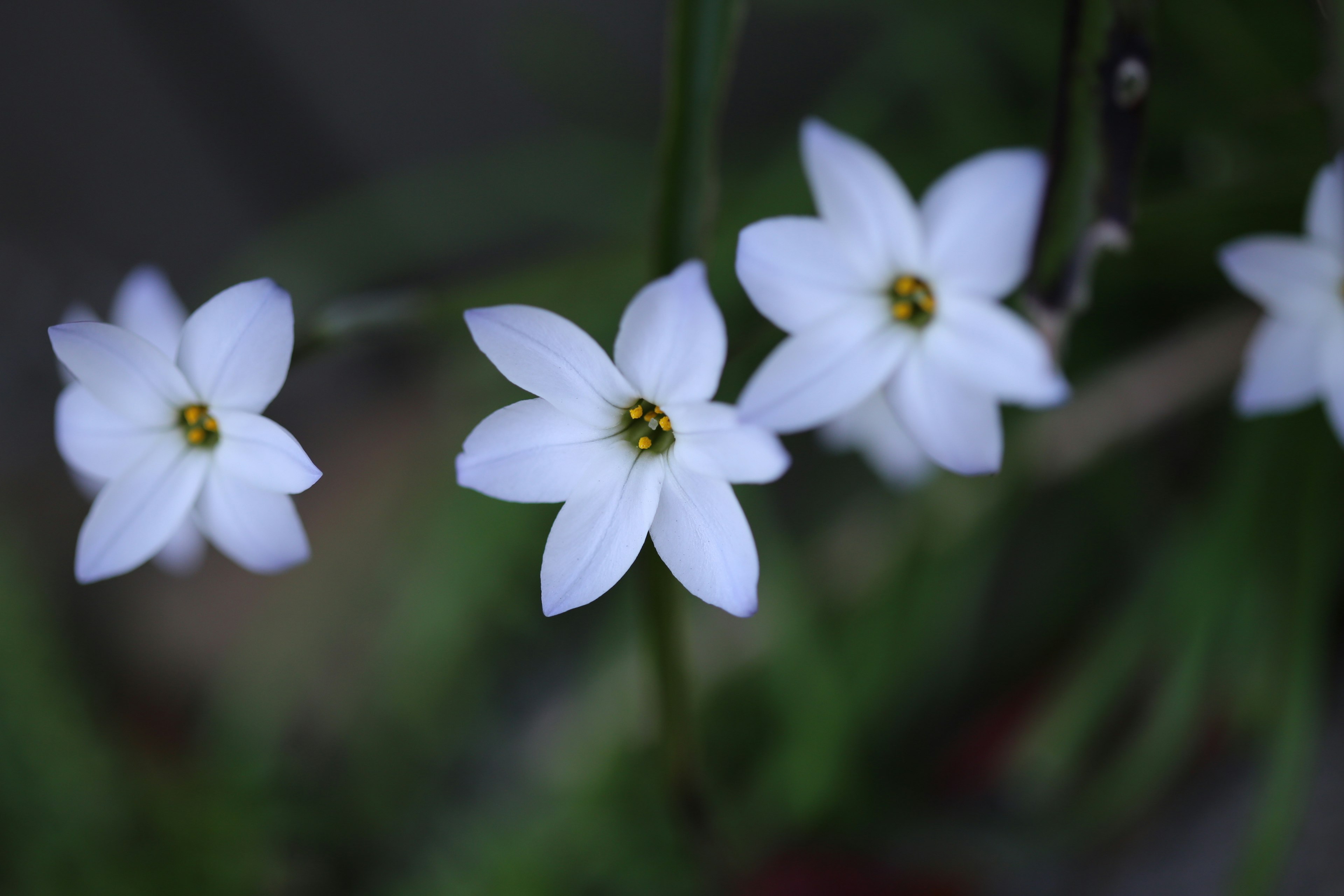 Close-up of white flowers with yellow centers on a green background