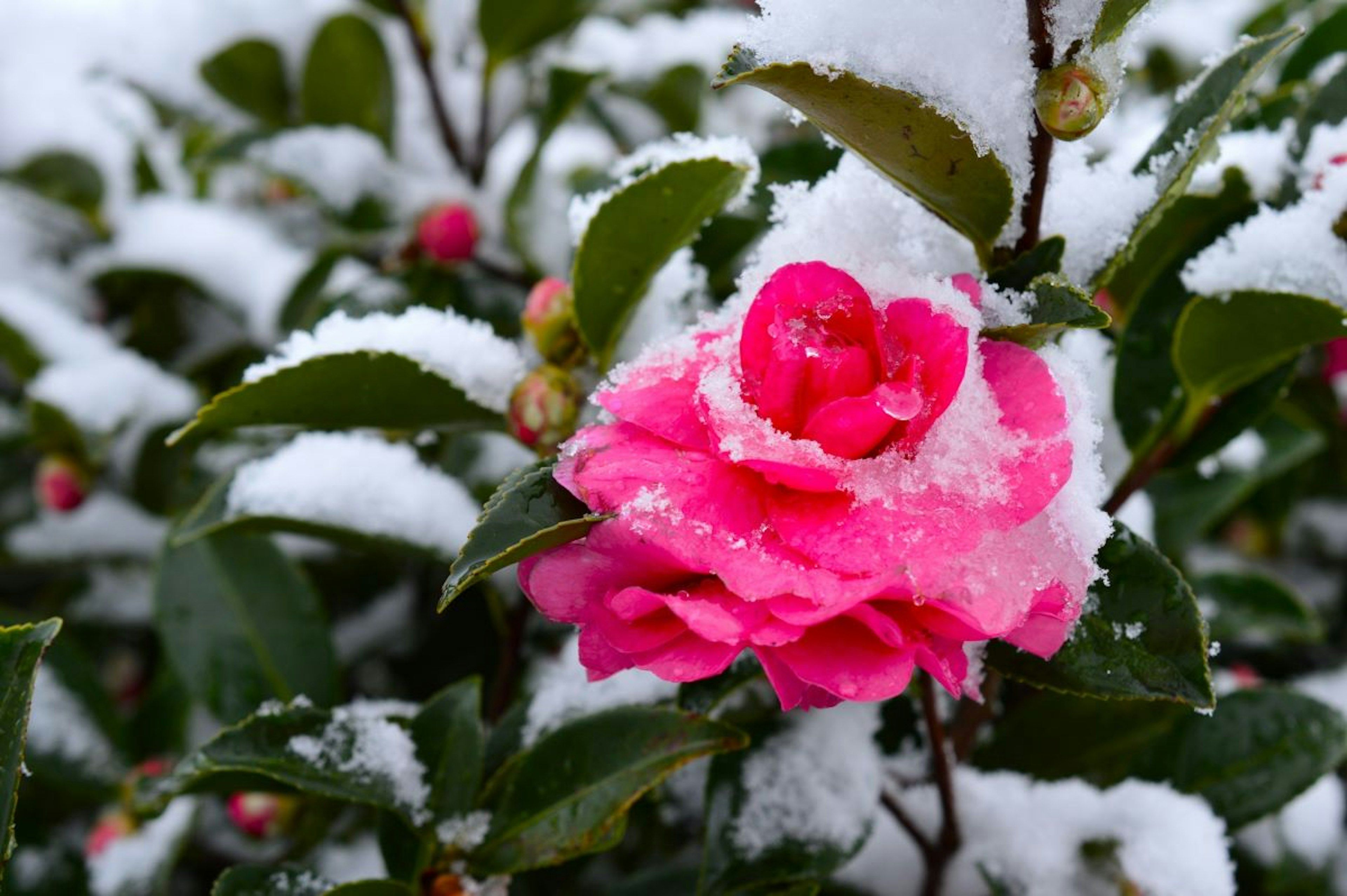 Flor rosa cubierta de nieve con hojas verdes