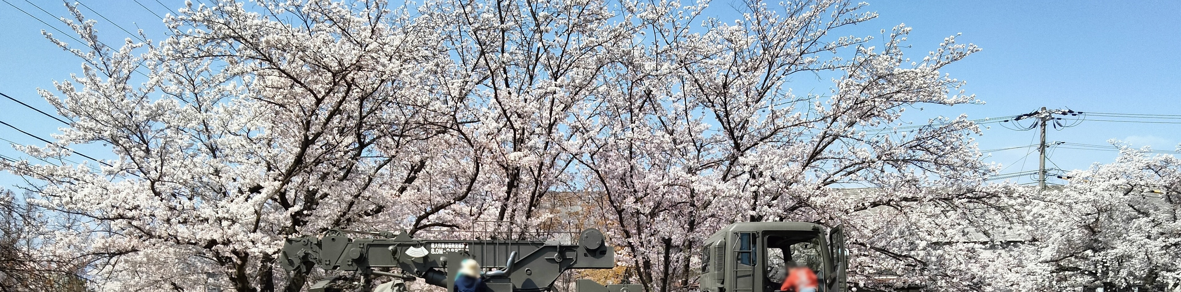 Cerisier en fleurs sous un ciel bleu clair