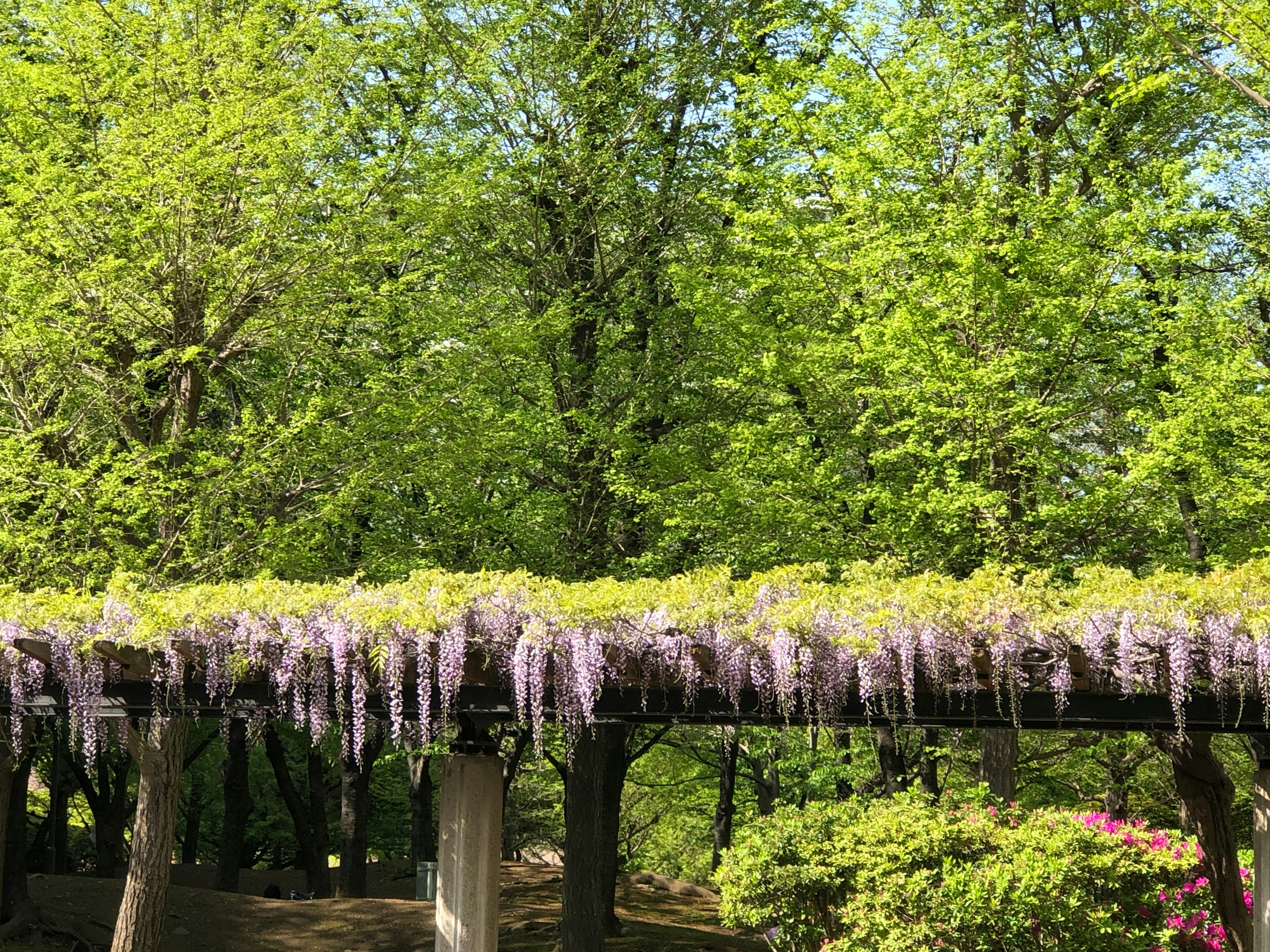 Un paysage avec des glycines en fleurs entourées d'arbres verts