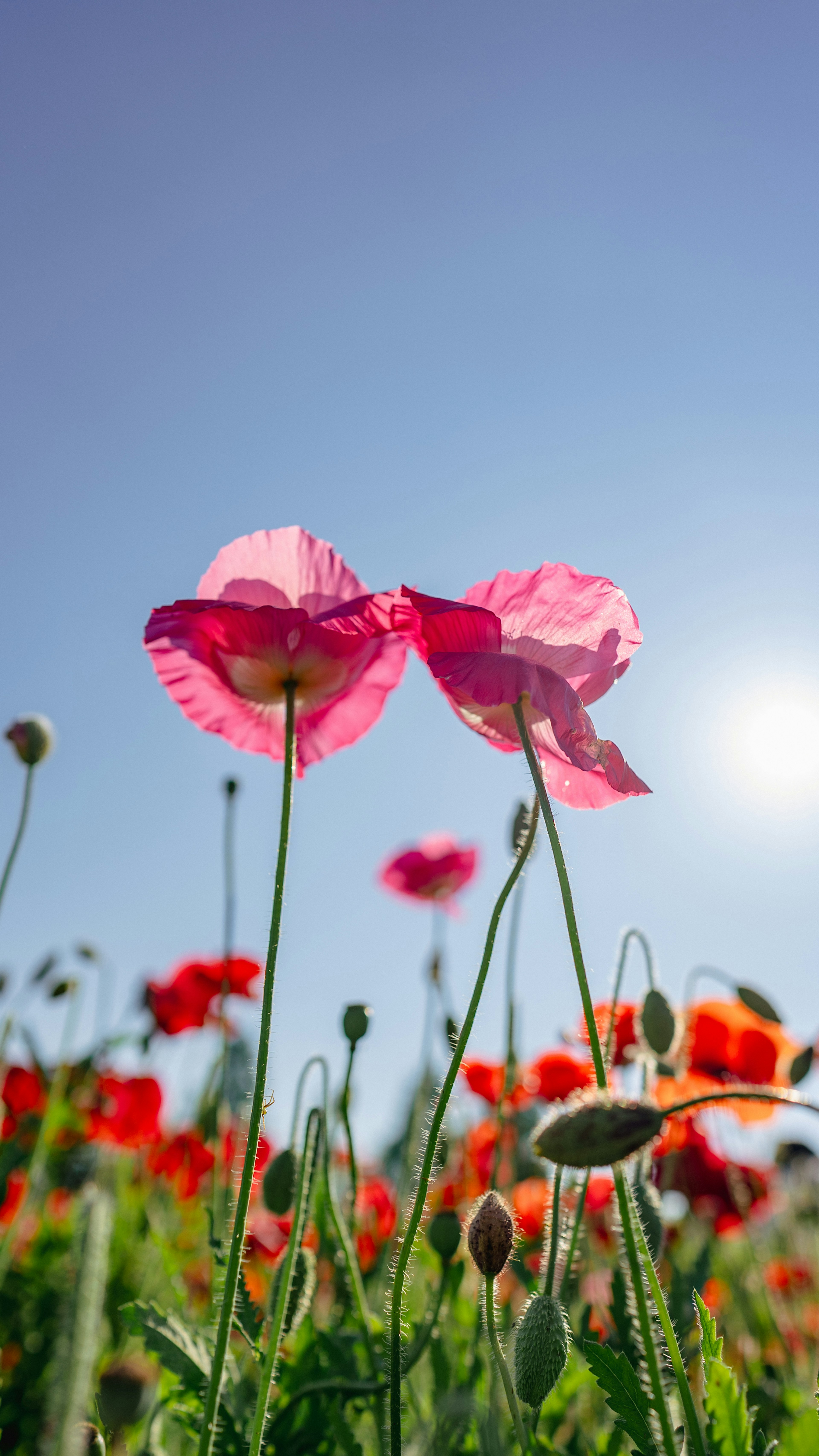 Due fiori di papavero rosa sotto un cielo azzurro