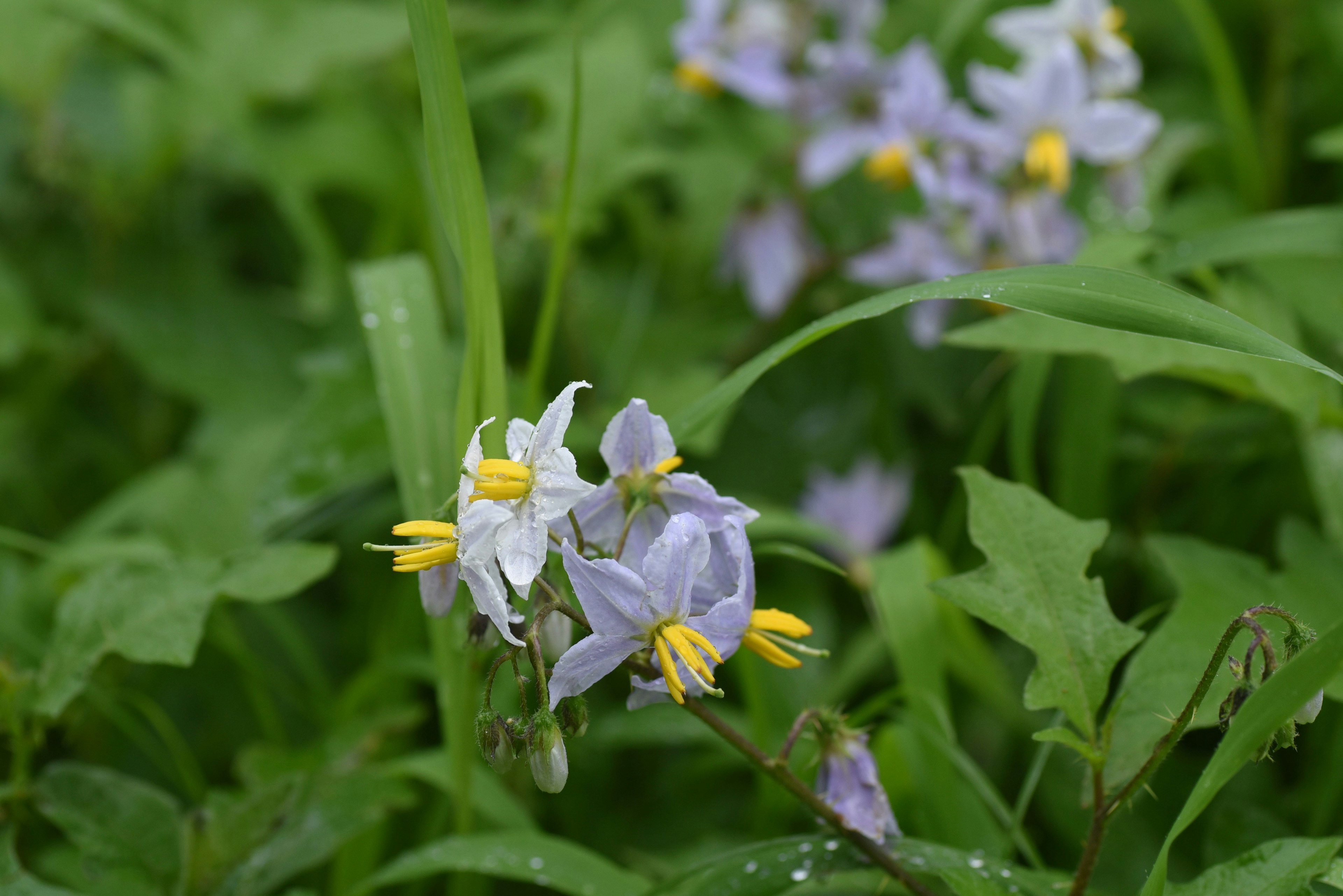 Fleurs délicates de couleur violet clair et blanche avec des étamines jaunes parmi des feuilles vertes luxuriantes