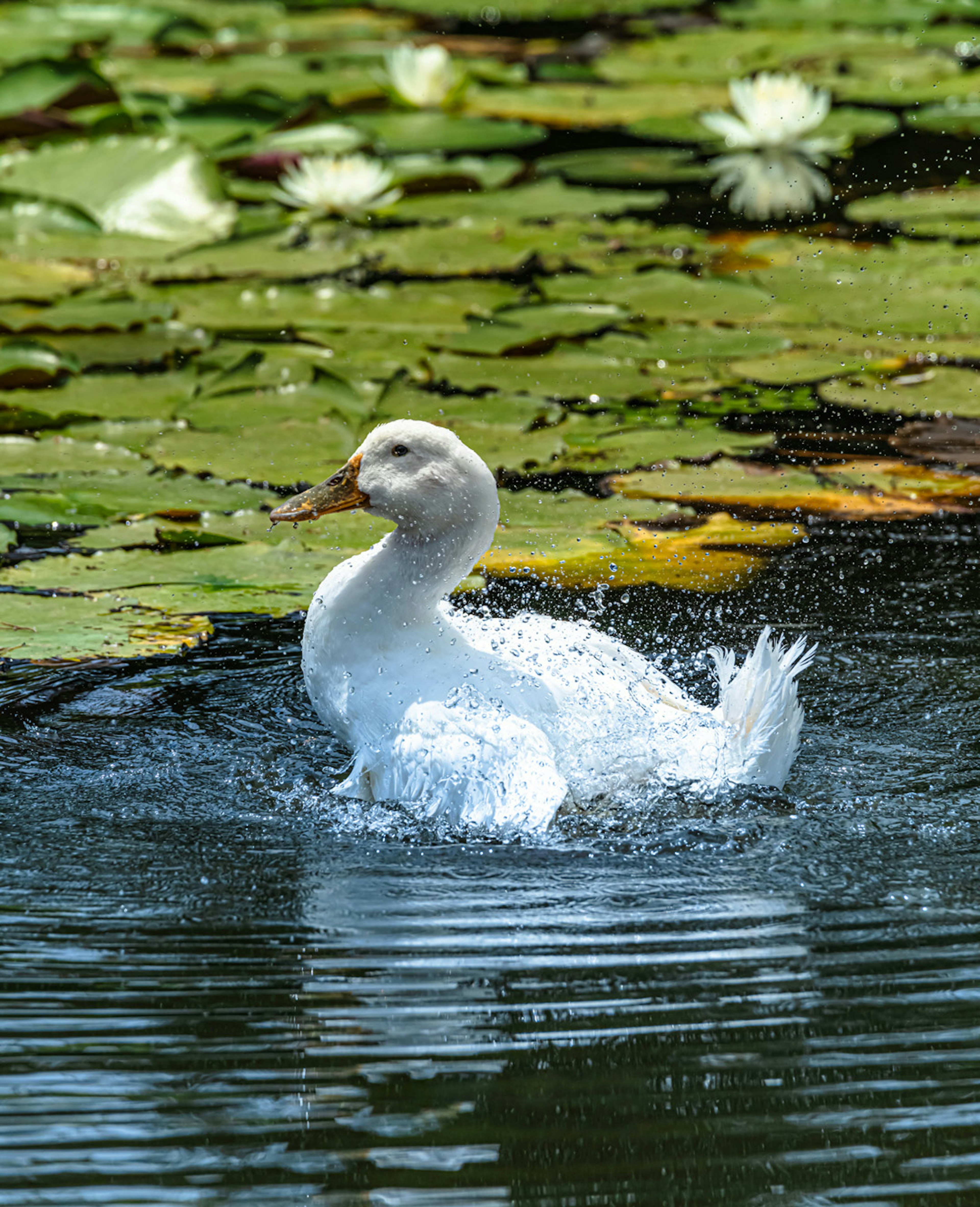 Un canard blanc éclaboussant dans un étang entouré de nénuphars