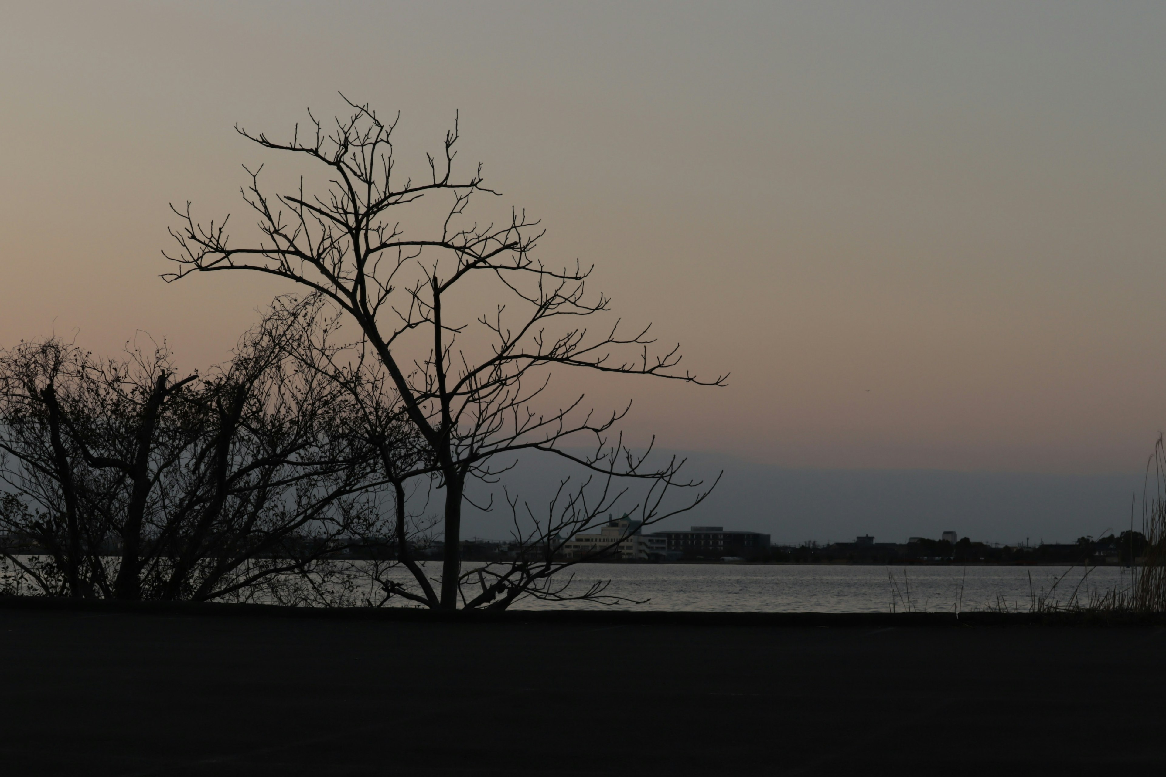 Silhouette di alberi vicino a un lago durante il crepuscolo