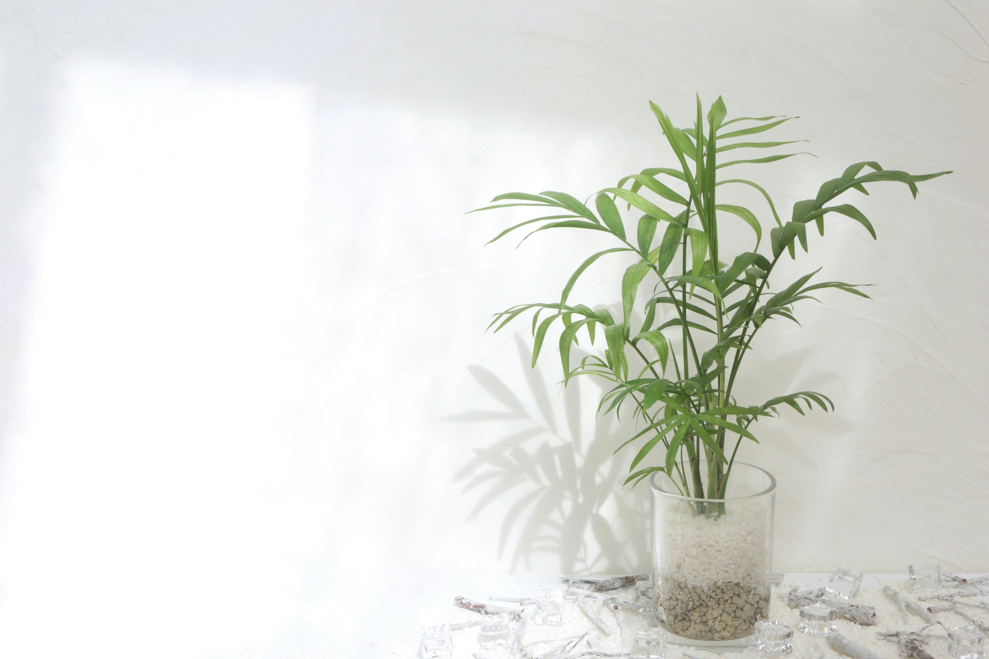 Green plant in a clear glass vase casting a gentle shadow