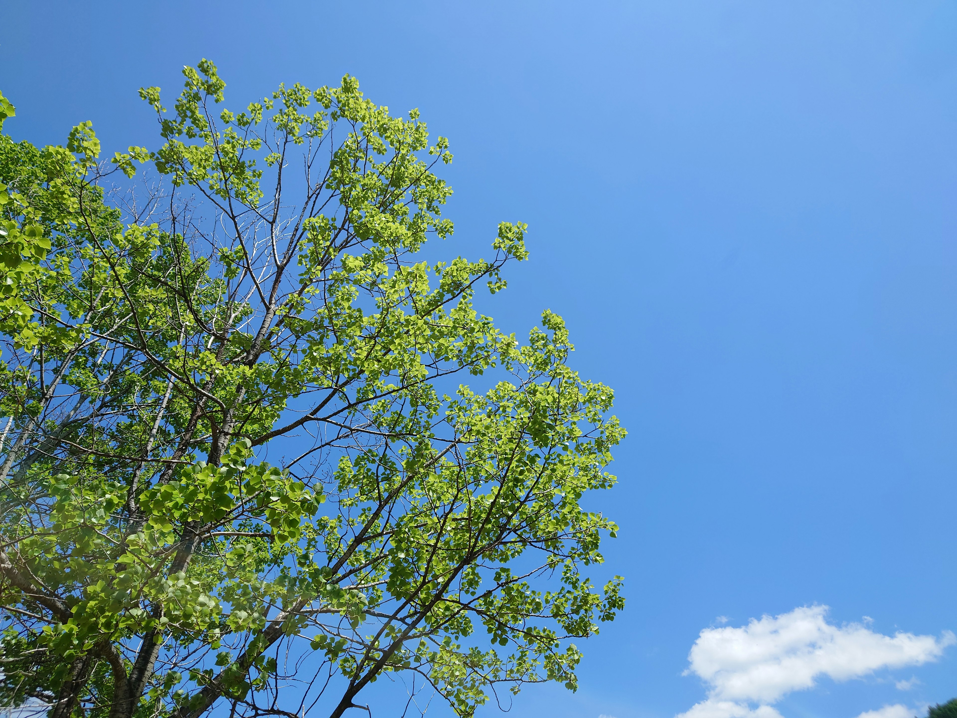 Top of a tree with green leaves against a blue sky