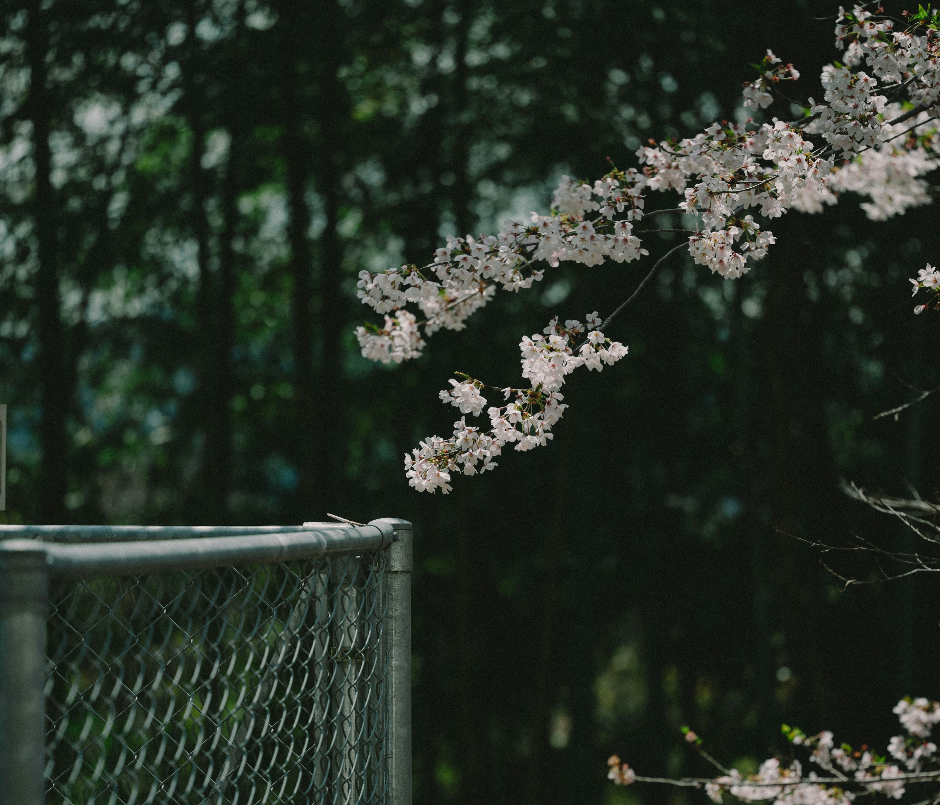 櫻花樹枝與模糊背景中的圍籬