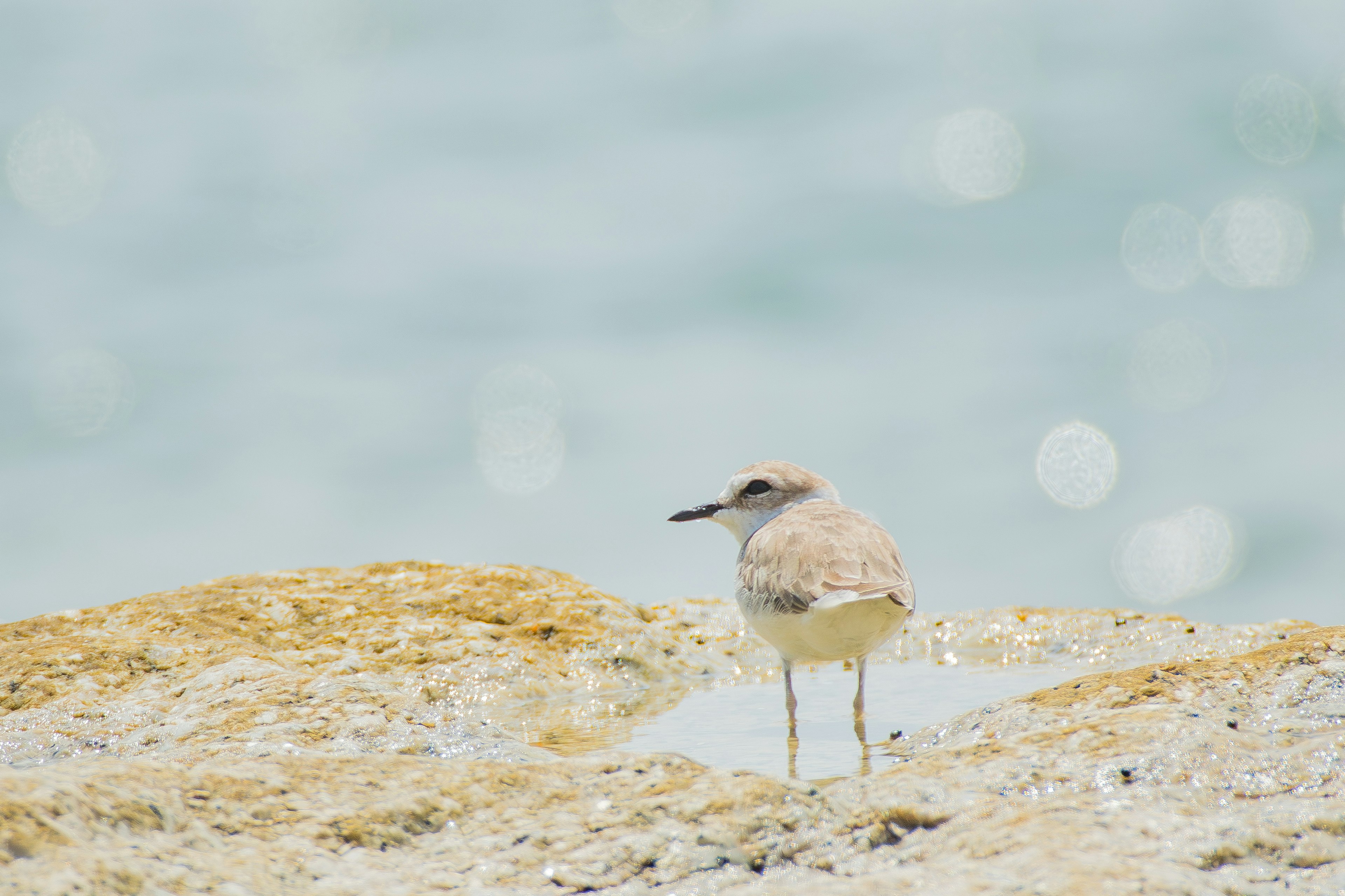 Ein kleiner Vogel steht auf einem Felsen mit dem Meer im Hintergrund