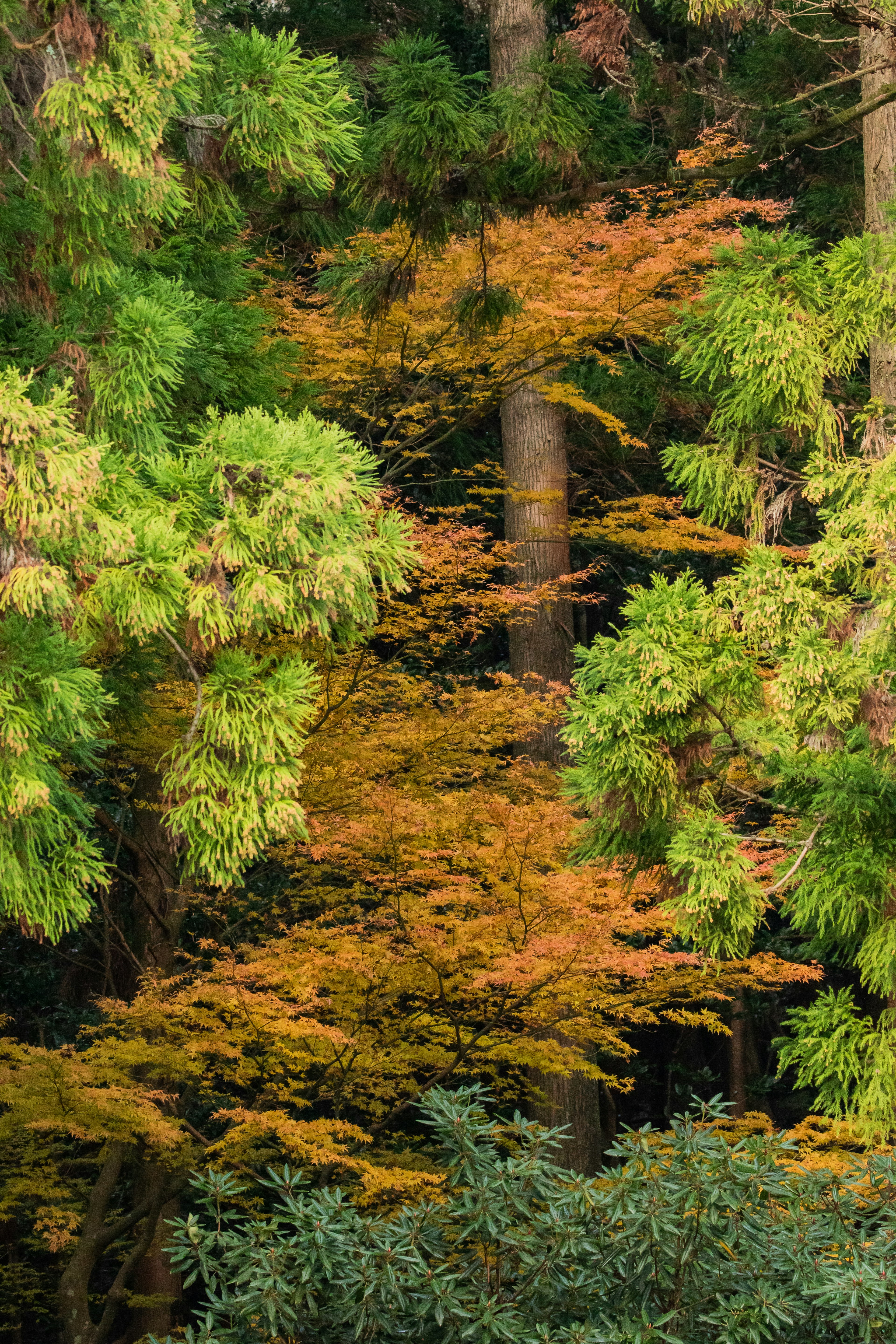 Un paesaggio forestale con una miscela di foglie verdi e arancioni