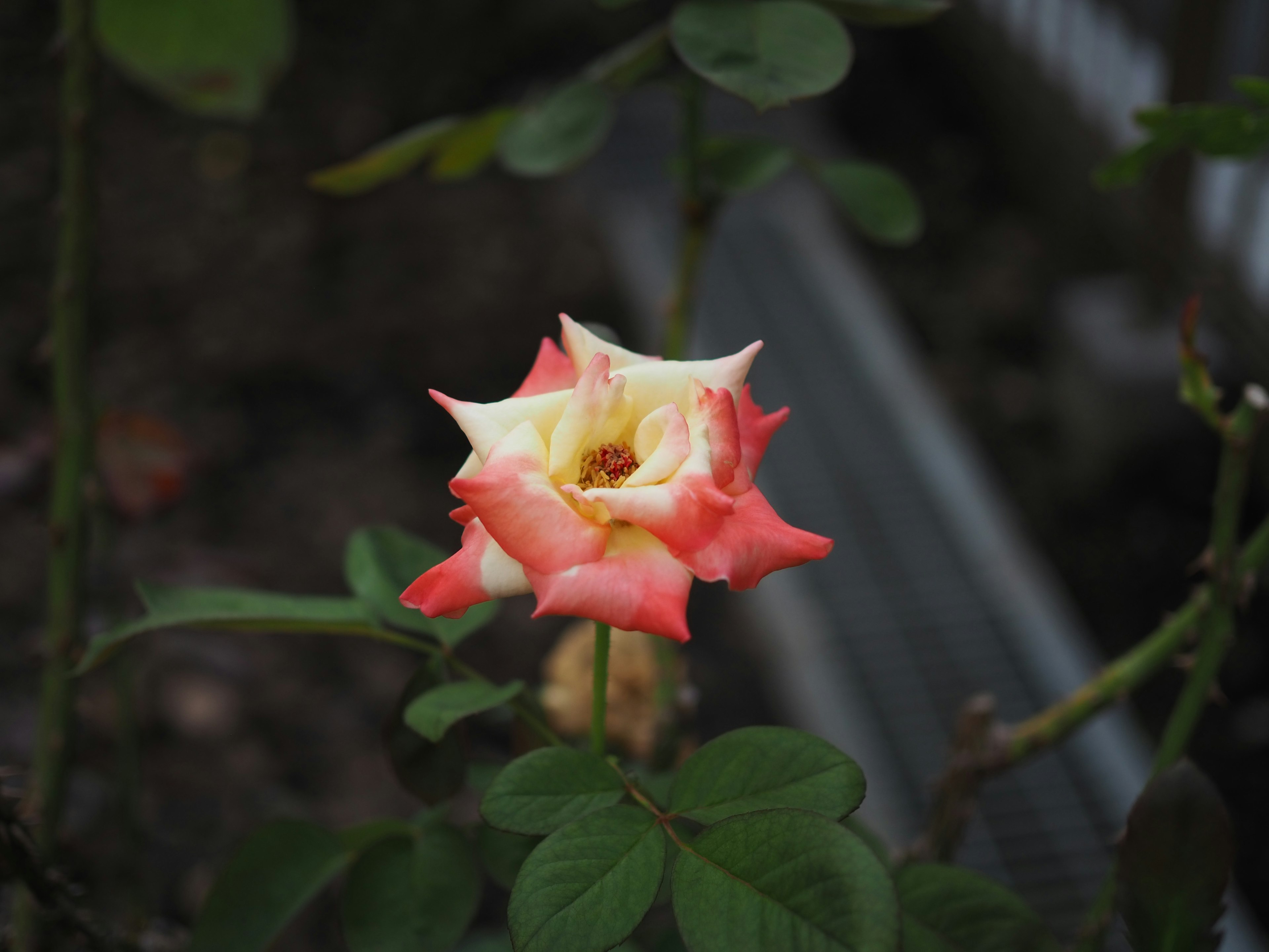 A beautiful rose flower in bloom with pink and cream petals surrounded by green leaves