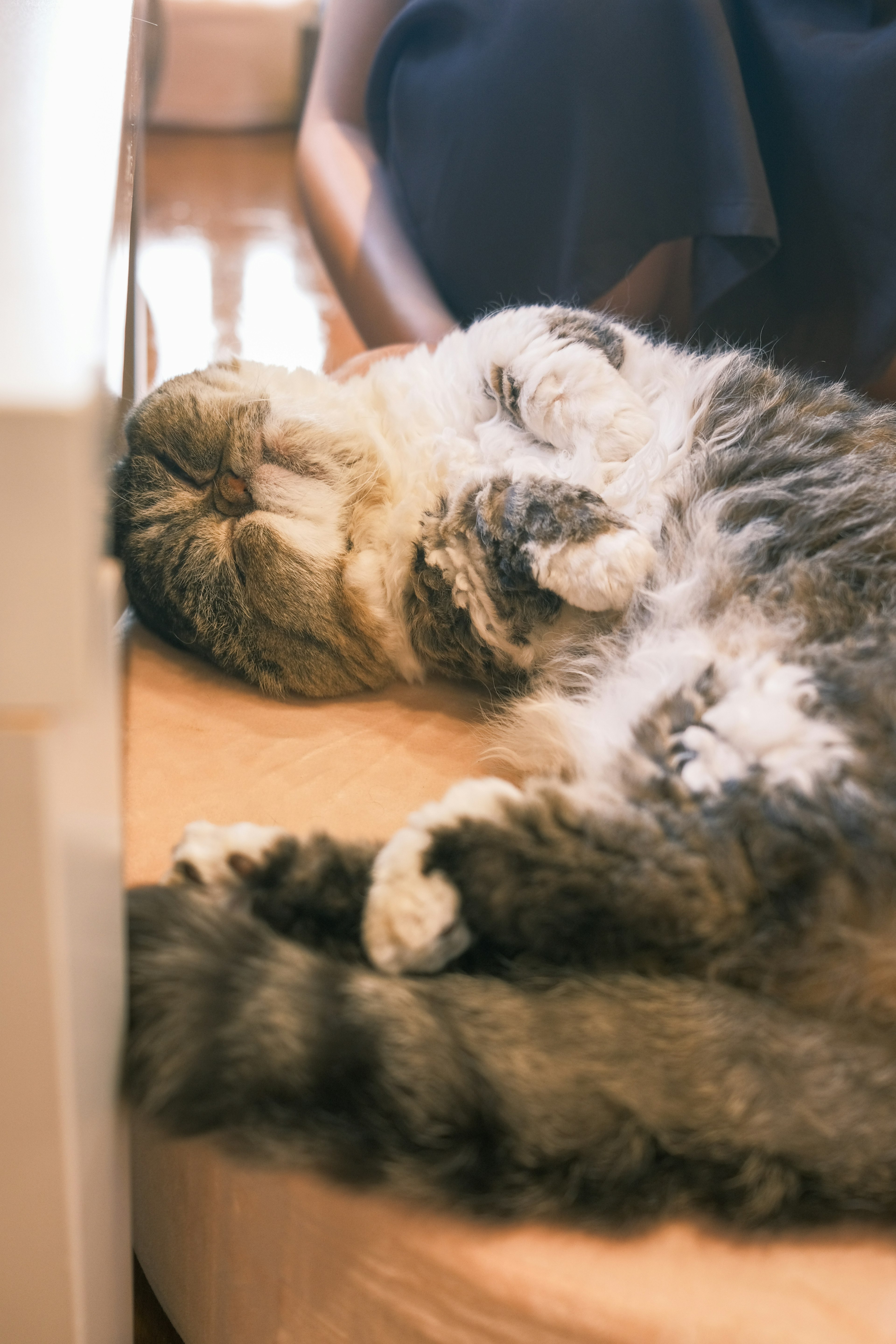 Un chat moelleux dormant paisiblement sur une surface douce